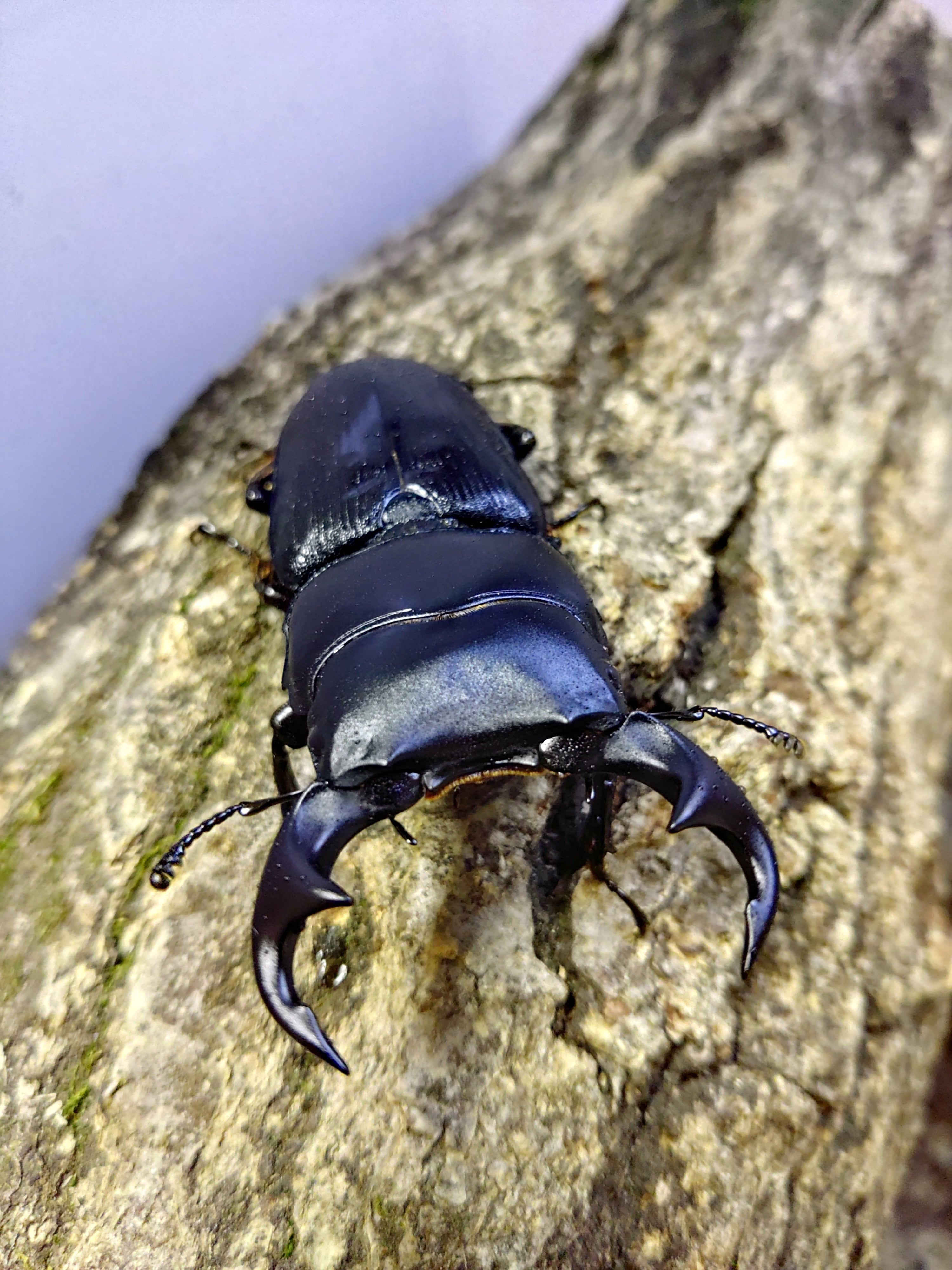 メタリフェルホソアカクワガタ ♀5 | ♂2 亜種フィナエの情報 ペレン島