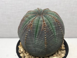 ユーフォルビア オベサ