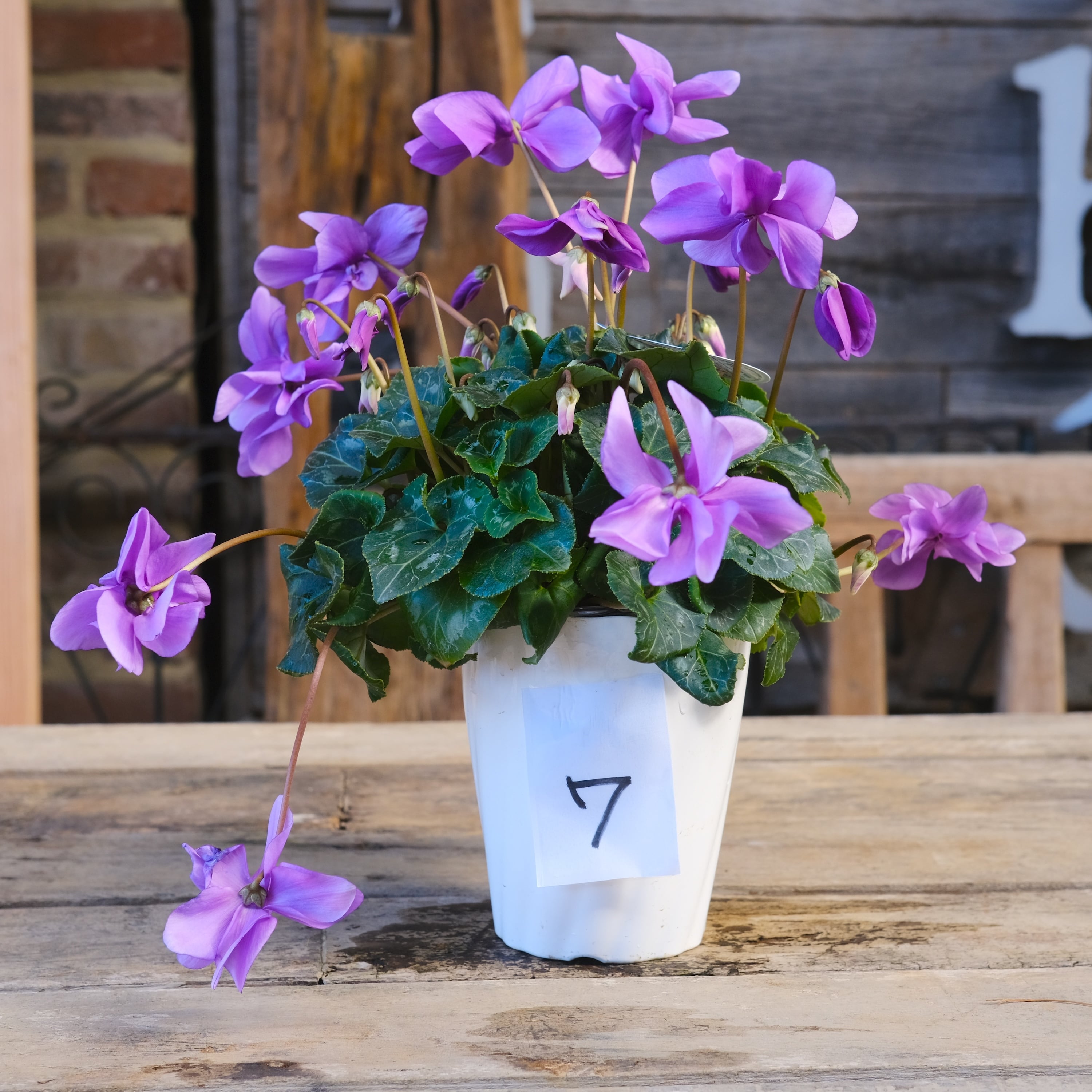 No, 7】ミニシクラメン チモシリーズ 八重《 枝垂れざき 》鉢なし