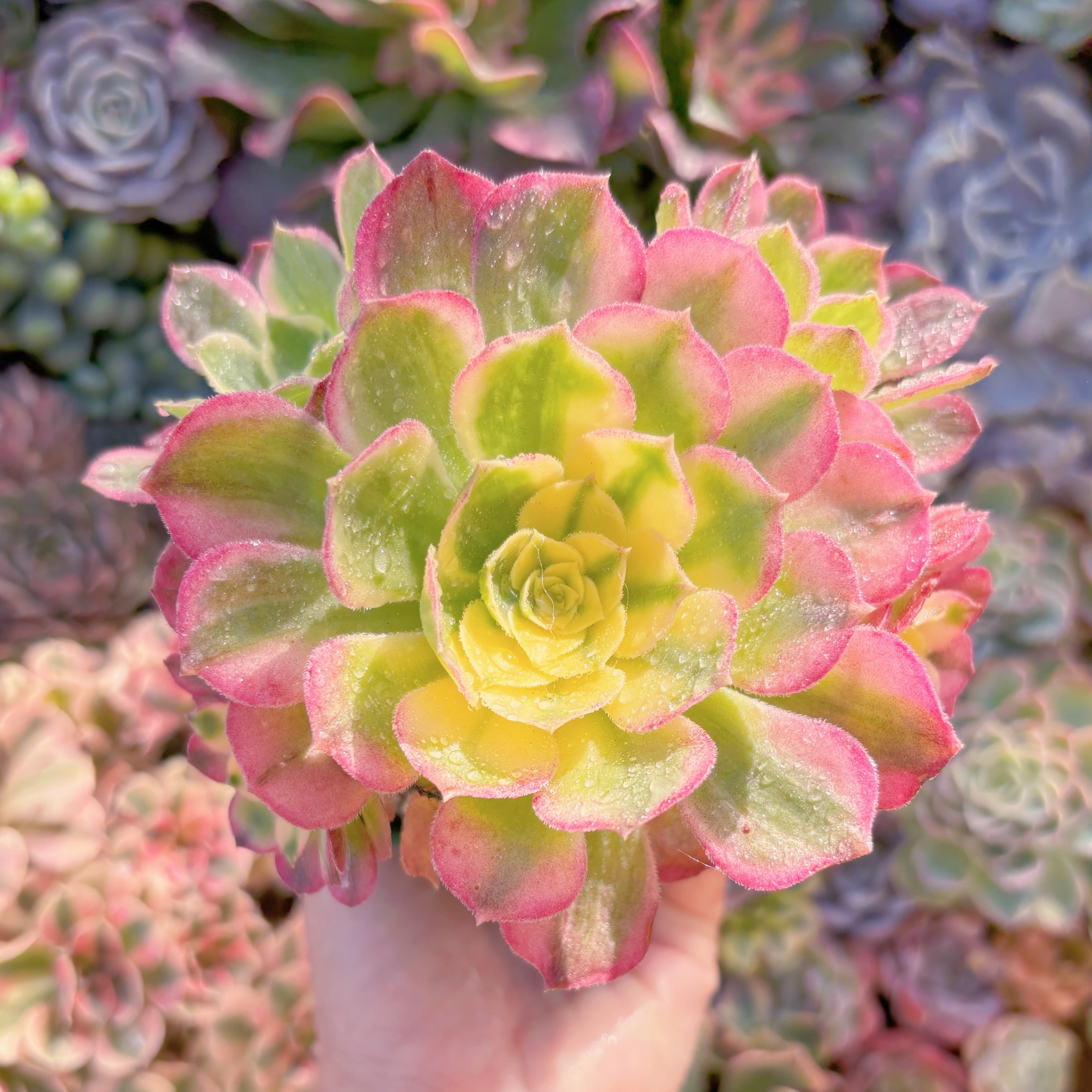 現品　玉姿#A083　群生　新入荷　るる農園