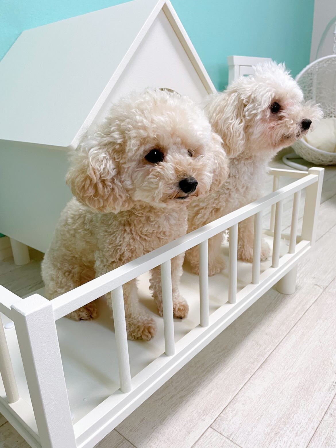 LANAI L (おしゃれ ホワイト バルコニーハウス ベット 室内 犬小屋