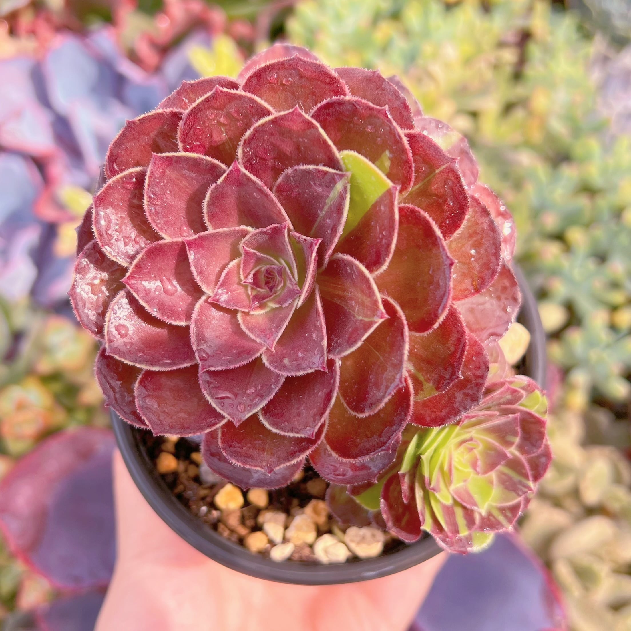 現品　新品種　花月夜錦#K536　群生　新入荷　るる農園