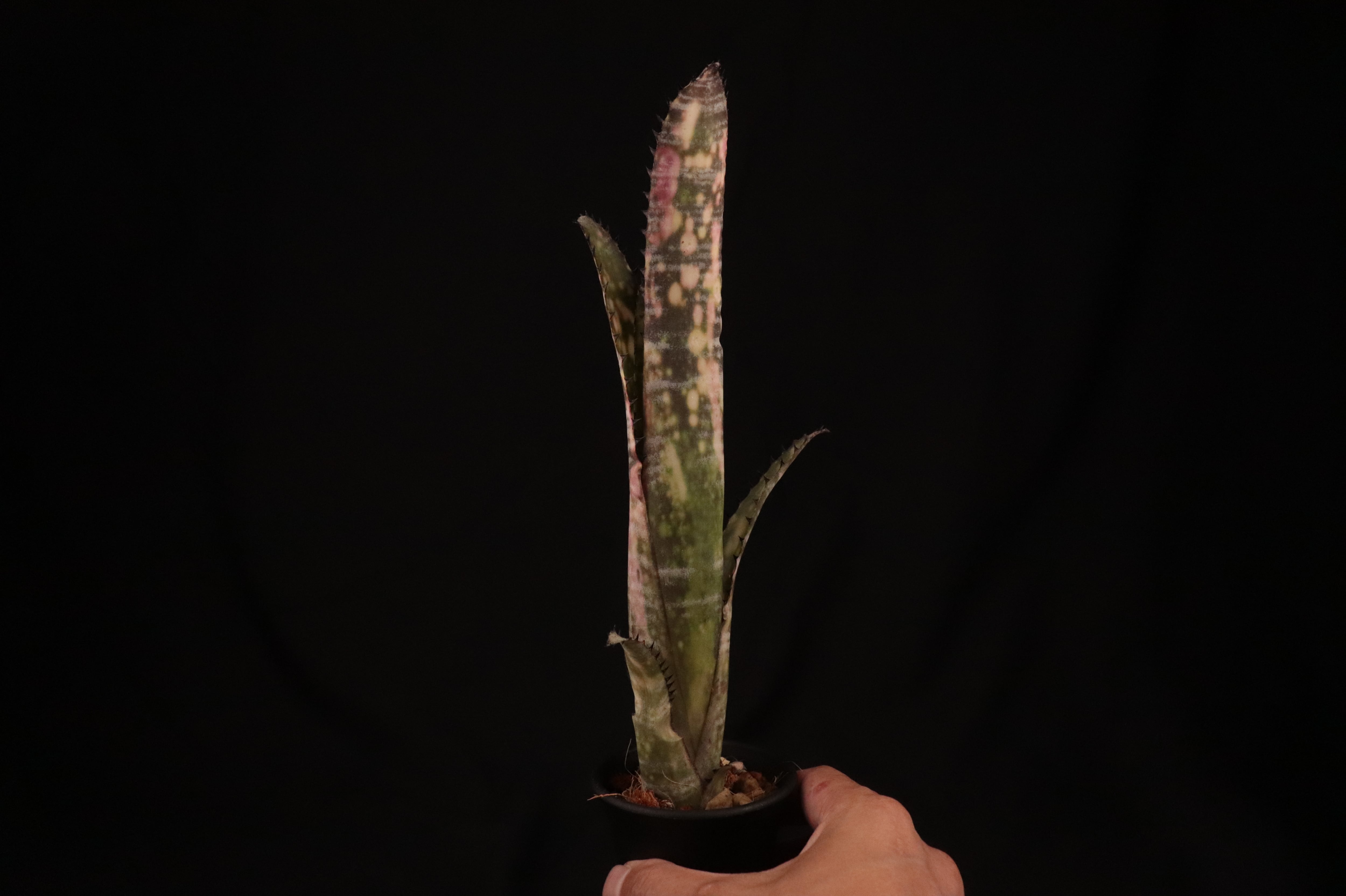 reserved】Billbergia 'Zipline'〔ビルベルギア〕現品発送B0177