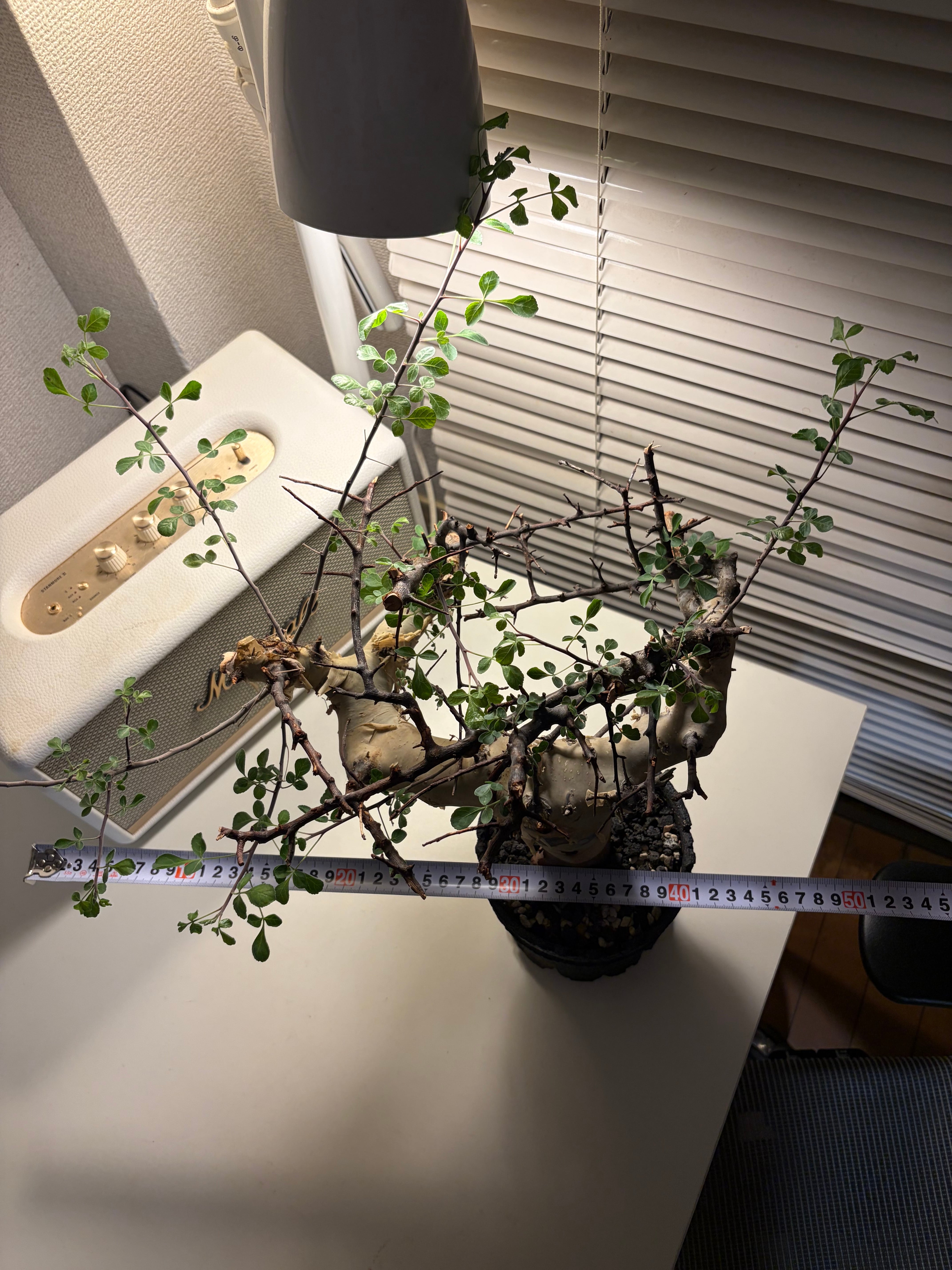コミフォラ カタフ ピュアソマリア Commiphora アデニア アクレアータ