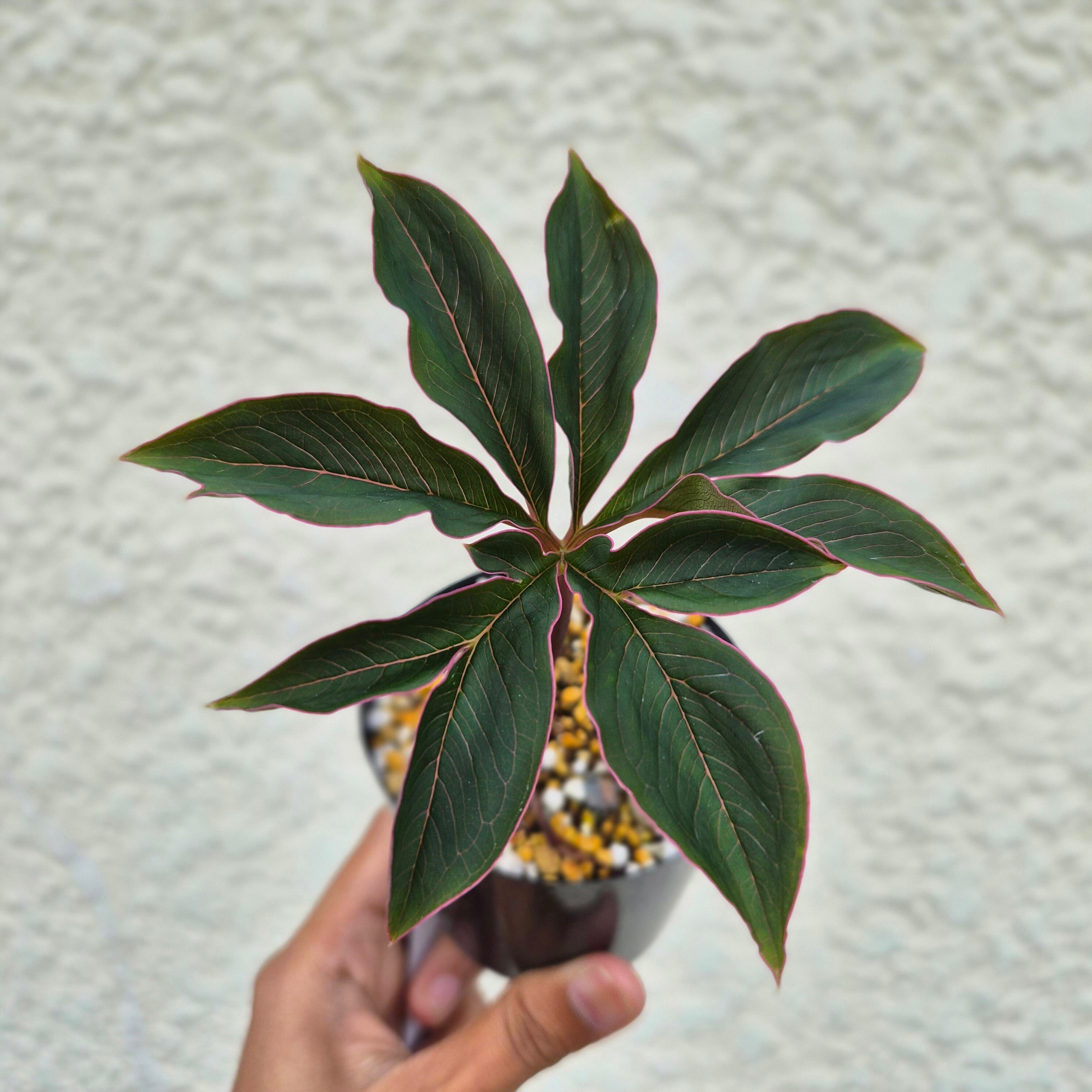 AM24 ♡レア〚 アモルフォファルス アトロビリディス 〛 Amorphophallus Atroviridis 塊根植物 コーデックス