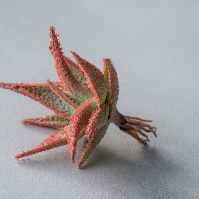 アロエ ハイブリッド -Aloe hybrid- No.19