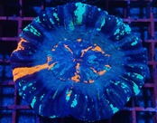 Scolymia Unique IceRing