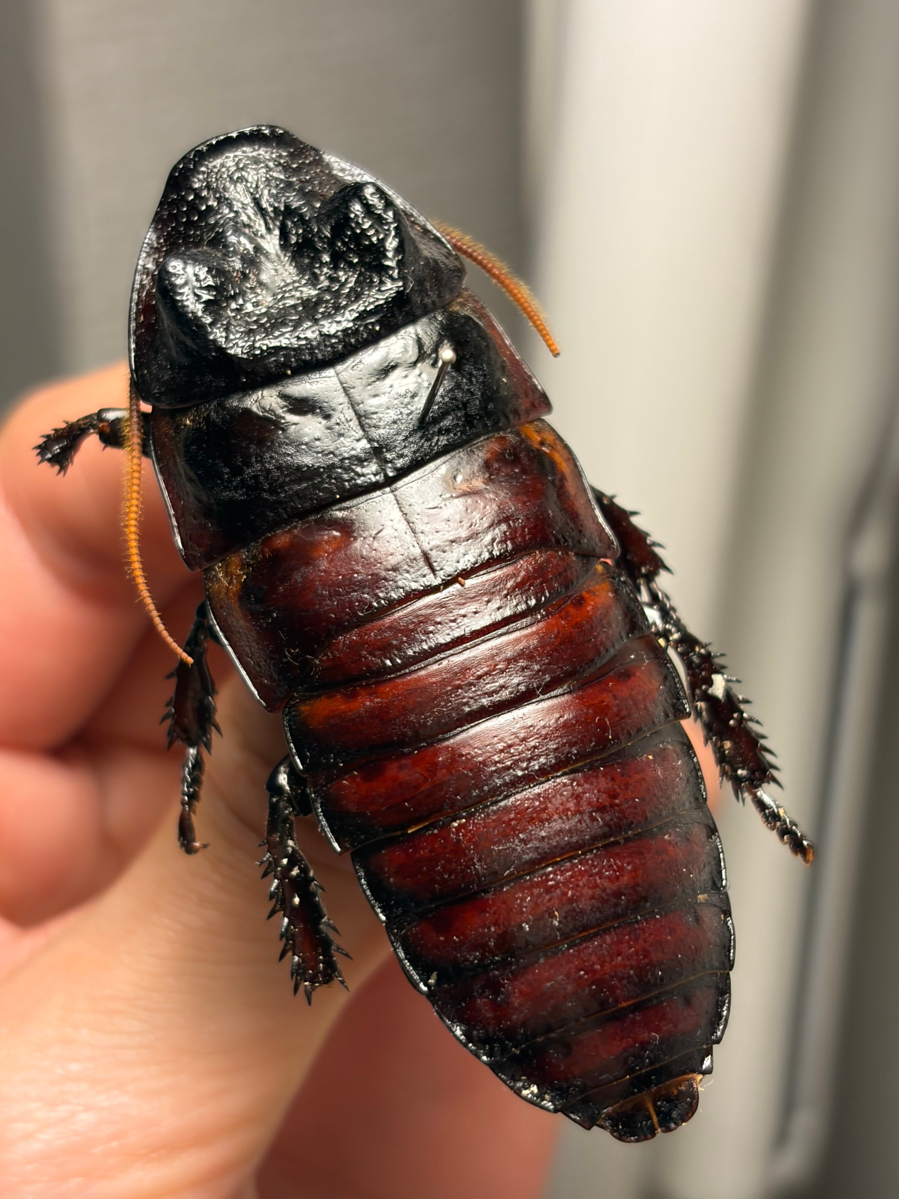 12mm】エンマクワガタの一種 標本Auxicerus インカクワガタ チュウ