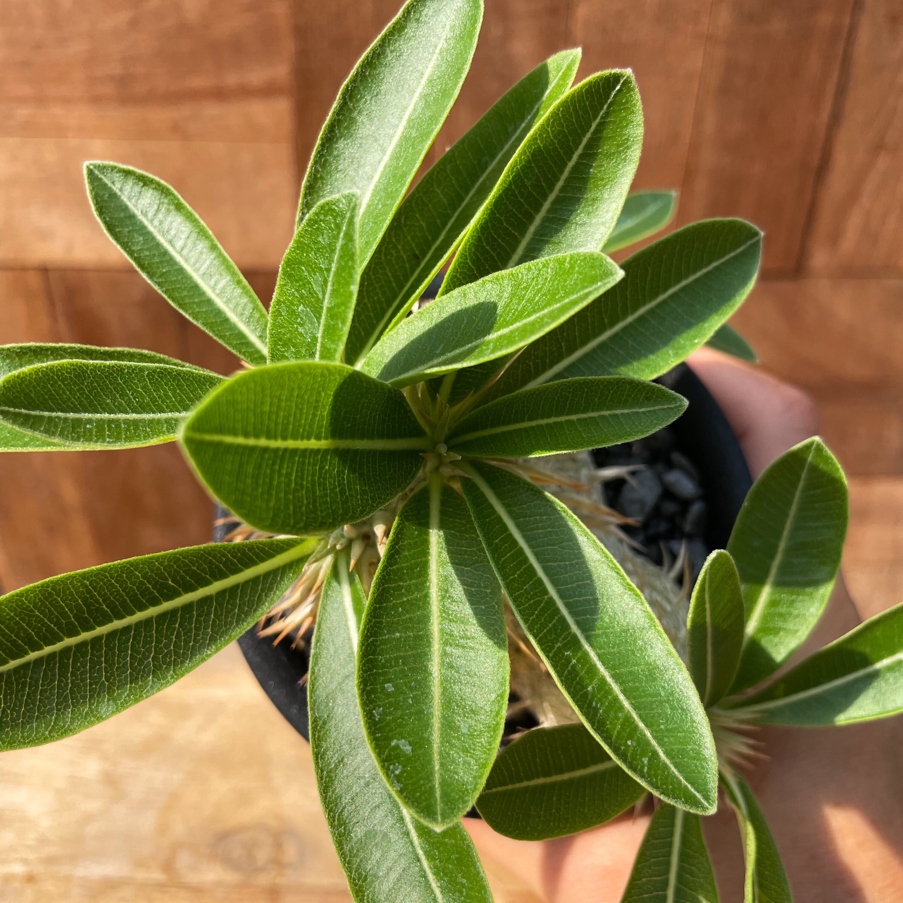 Pachypodium enigmaticum【パキポディウム・エニグマティクム Pachypodium enigmaticum【パキポディウム・エニグマティクム