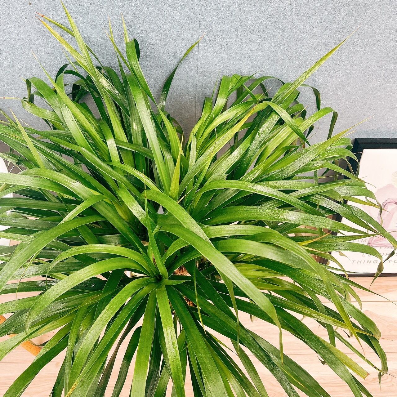 観葉植物　カンボジアーナ 観葉植物 ドラセナ カンボジアーナ 8号 竹バスケット 付き | 観葉植物