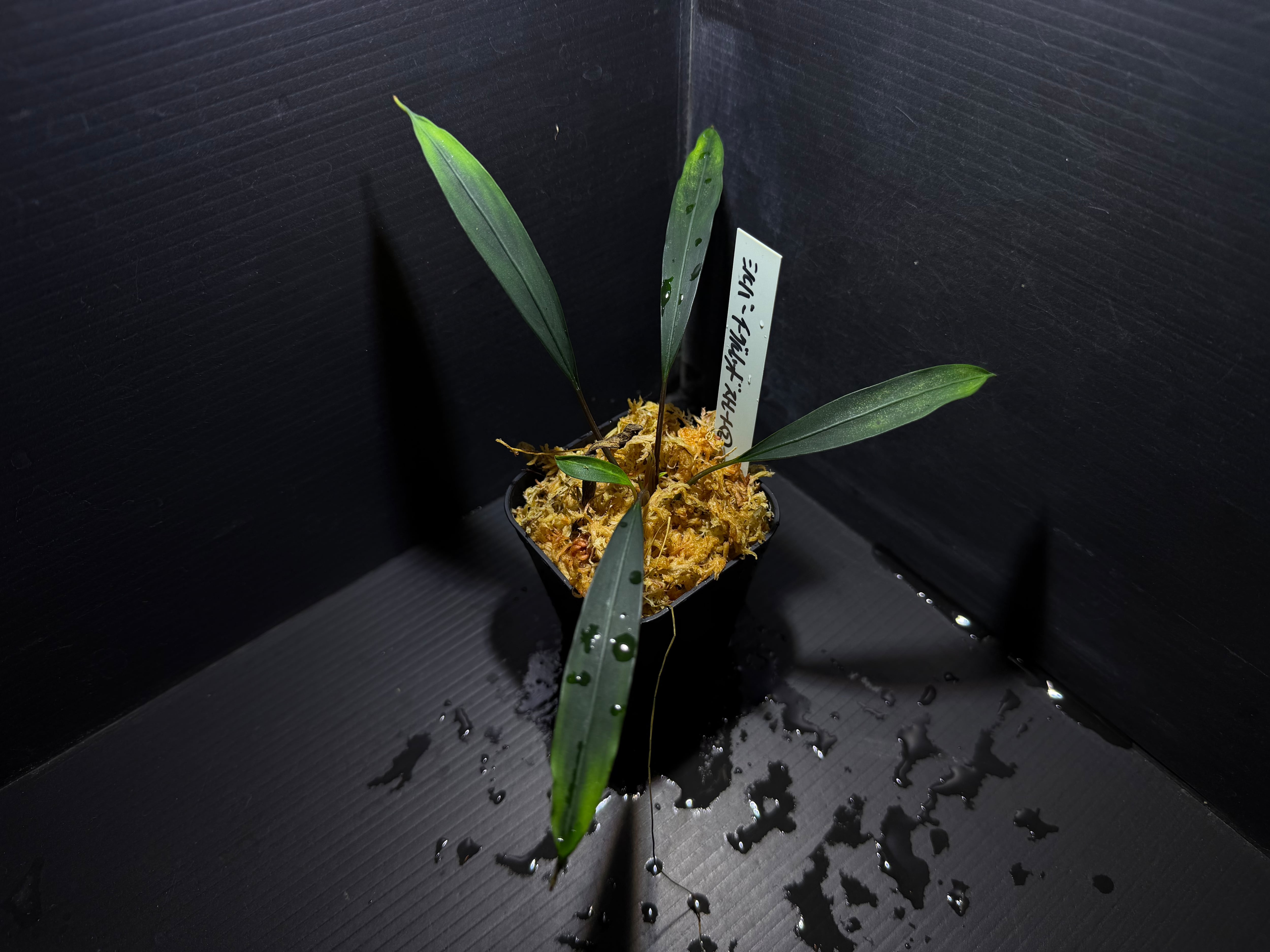 ブセファランドラ | AquaFocus