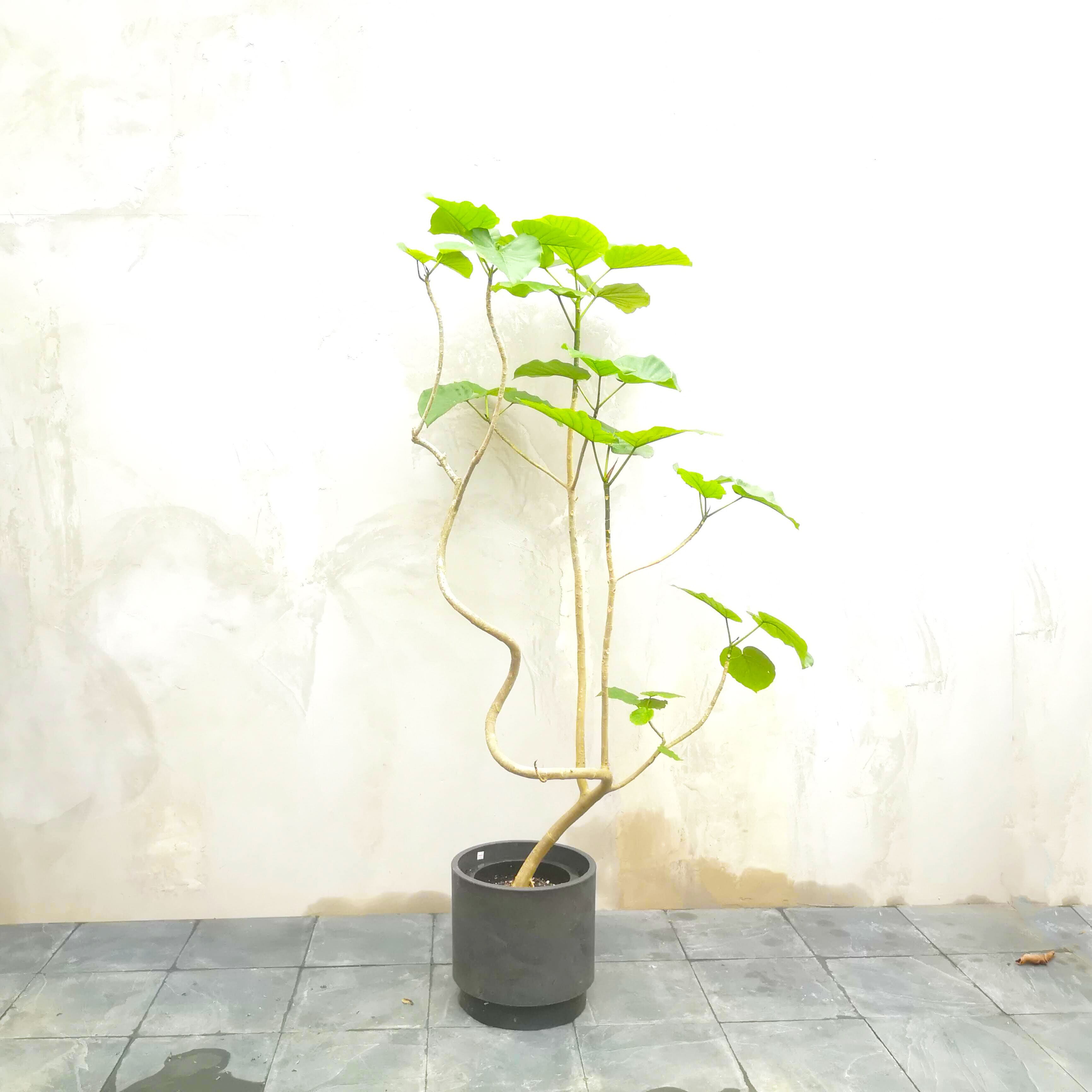一点物 ウンベラータ And Leaf アンドリーフ 観葉植物 大阪市 インテリア 送料無料