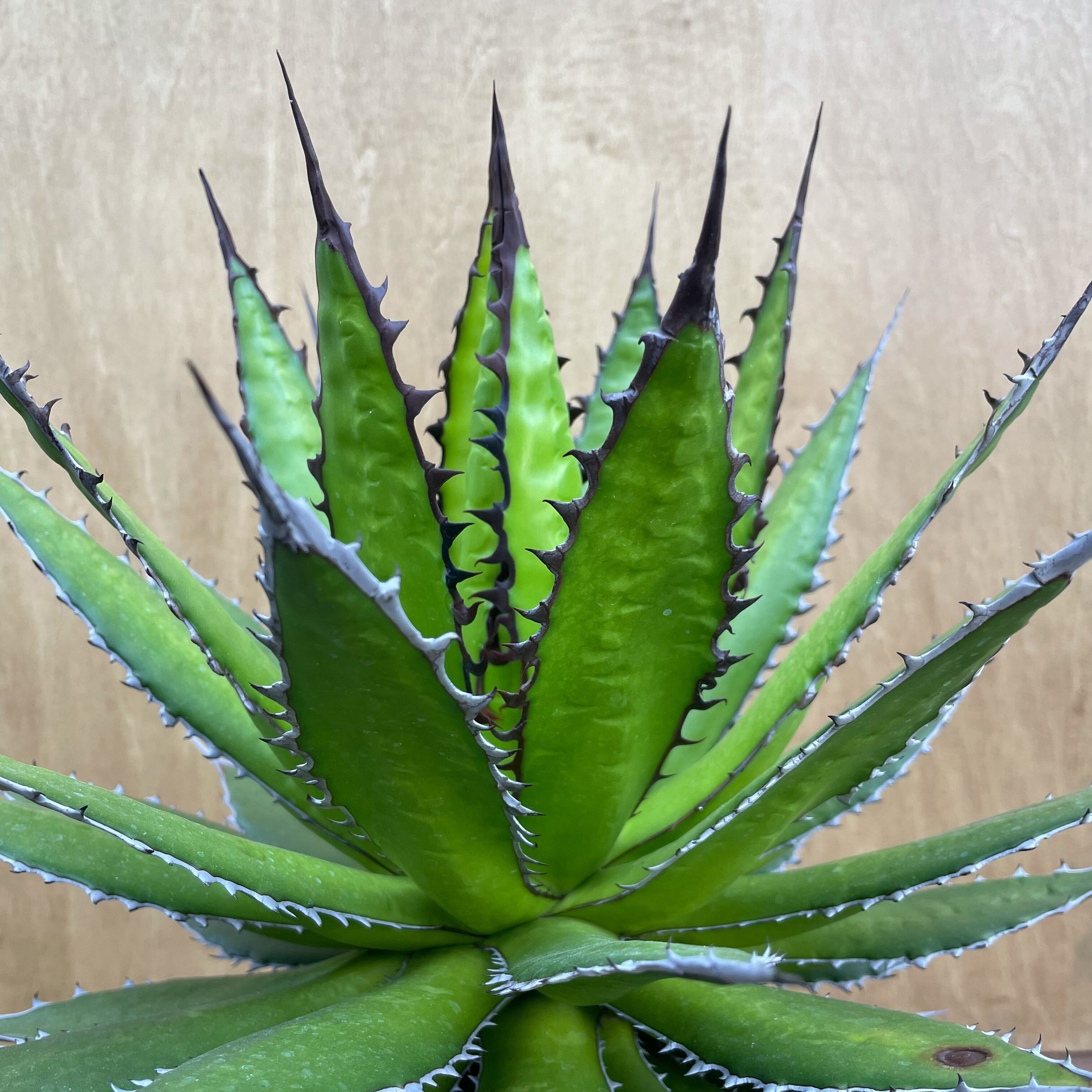 Agave horrida【アガベ・ホリダ】 | RIMO'S GREEN 【Saboten & Succulent】