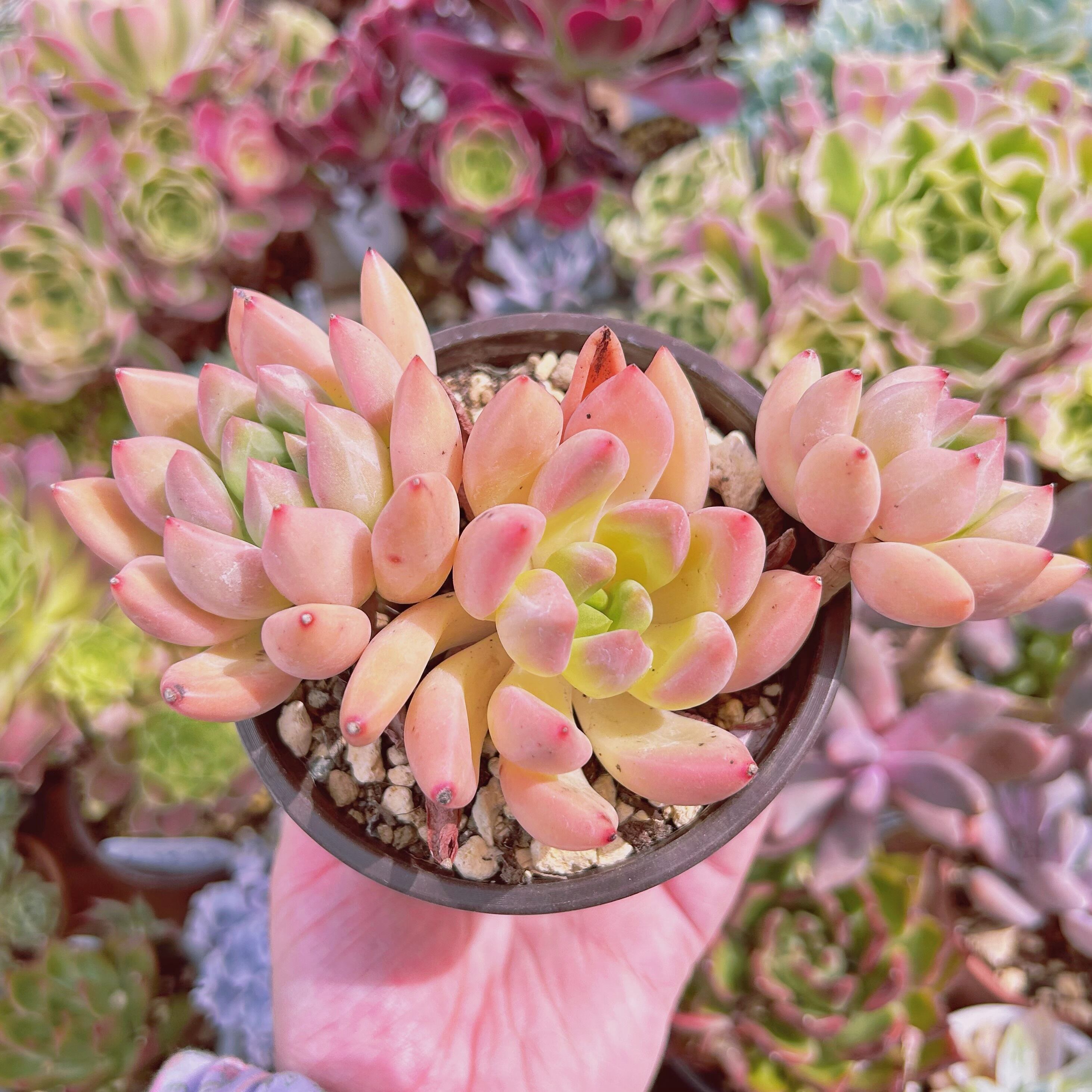 現物　多肉植物　 スカロップ　特大　抜き苗