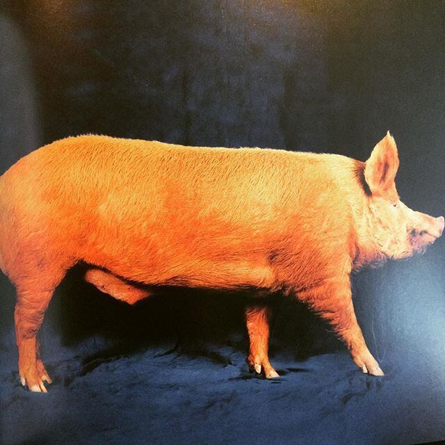 写真集「Beautiful Pigs」 - 画像3