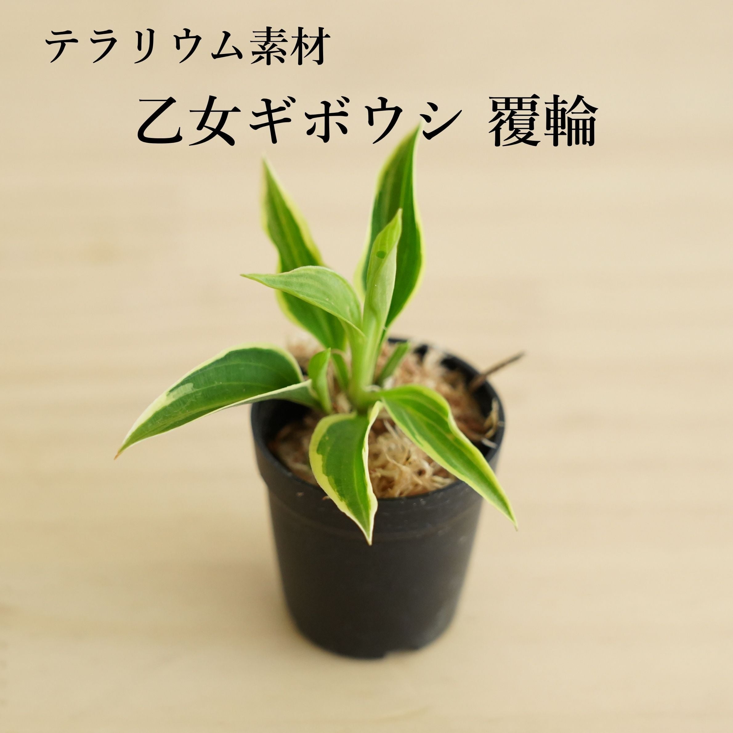 山野草 | 苔テラリウム専門ショップ道草