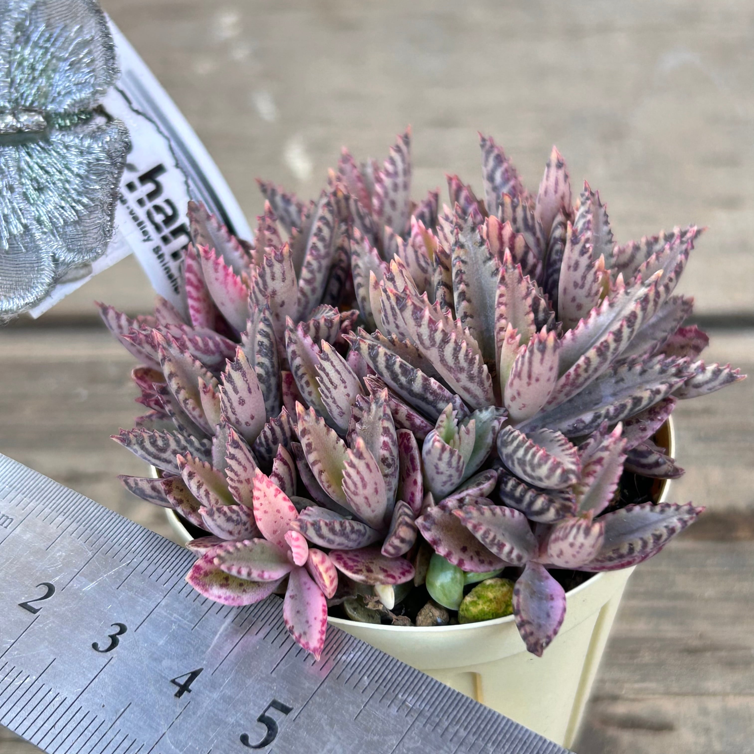 つねりん 多肉植物のオルゴナイト全10点セット 楽天市場】多肉植物 Mサイズ苗名前付き50個セット 多肉植物根付