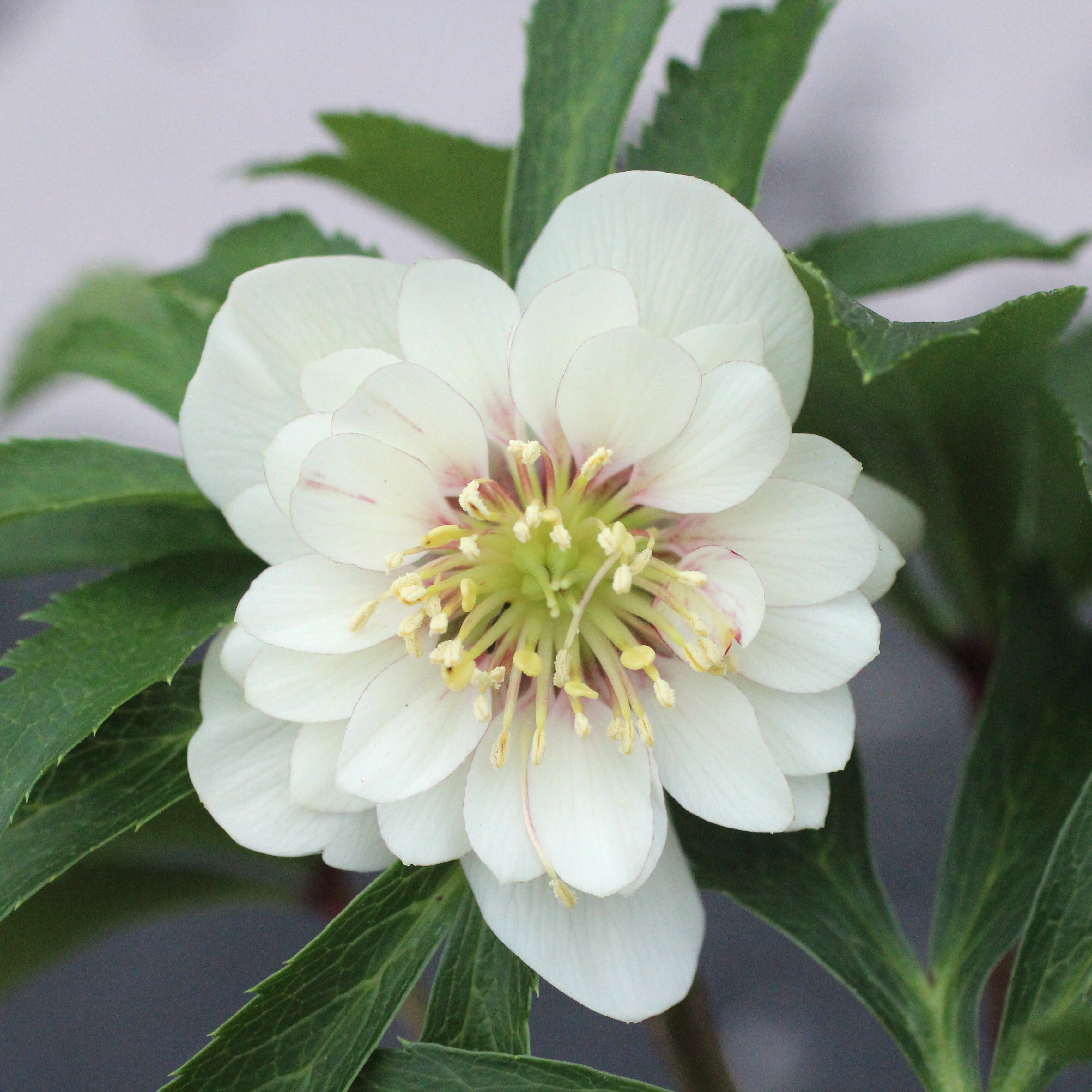 ウィンターローズ 2Fの増量 1点 WS26-029 クリスマスローズ ウィンターシンフォニー 静ダブル