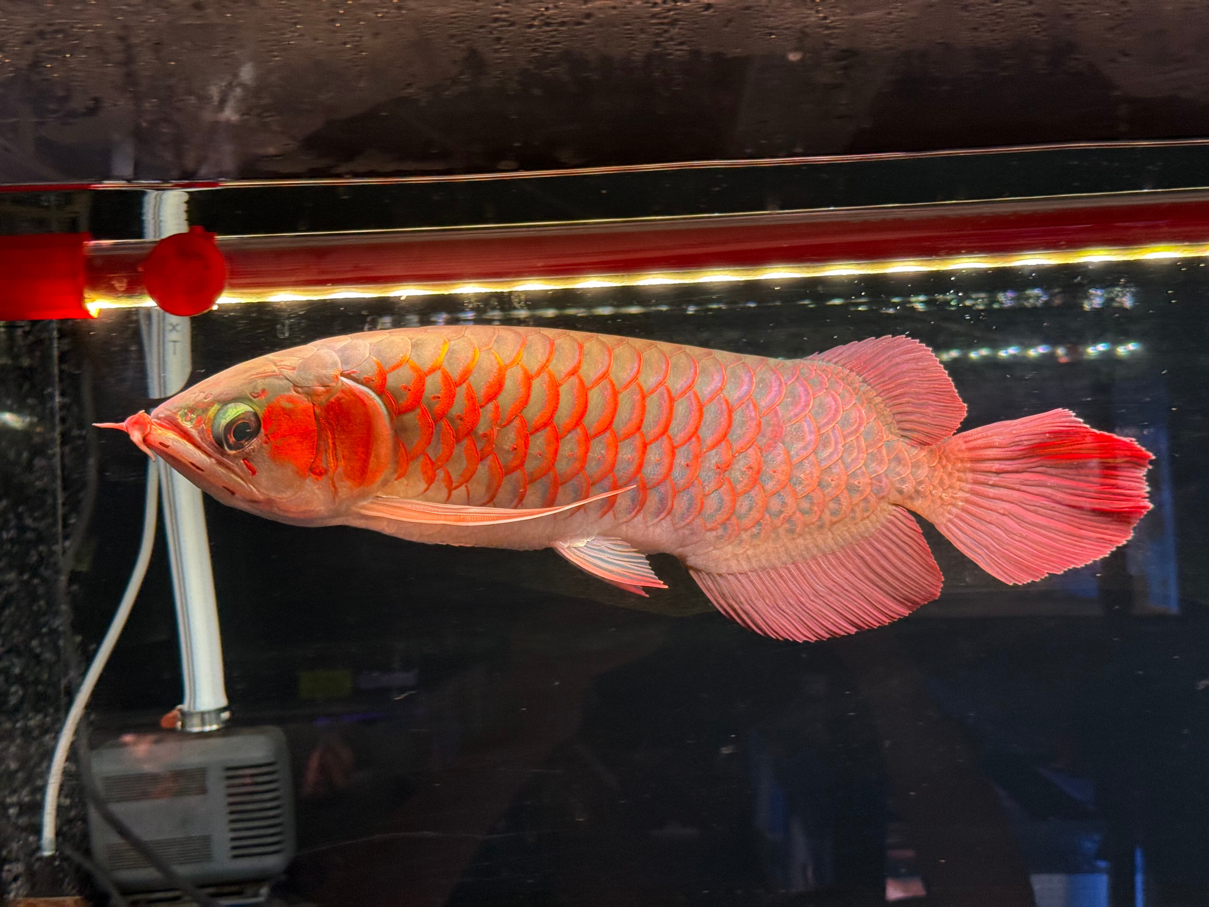 ヤフオク1円スタート終了】 紅龍 スライヤー 3本髭 35㎝前後 アジア