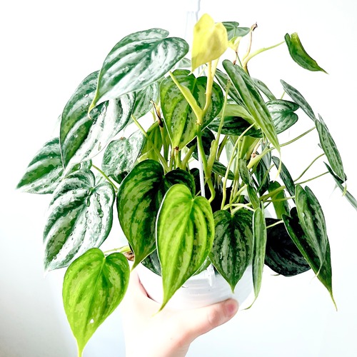 Philodendron brandtianum（フィロデンドロン・ブランドティアナム）