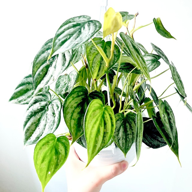 《希少》モンステラ ボルシギアナ ホワイトタイガー 観葉植物 calmcafe