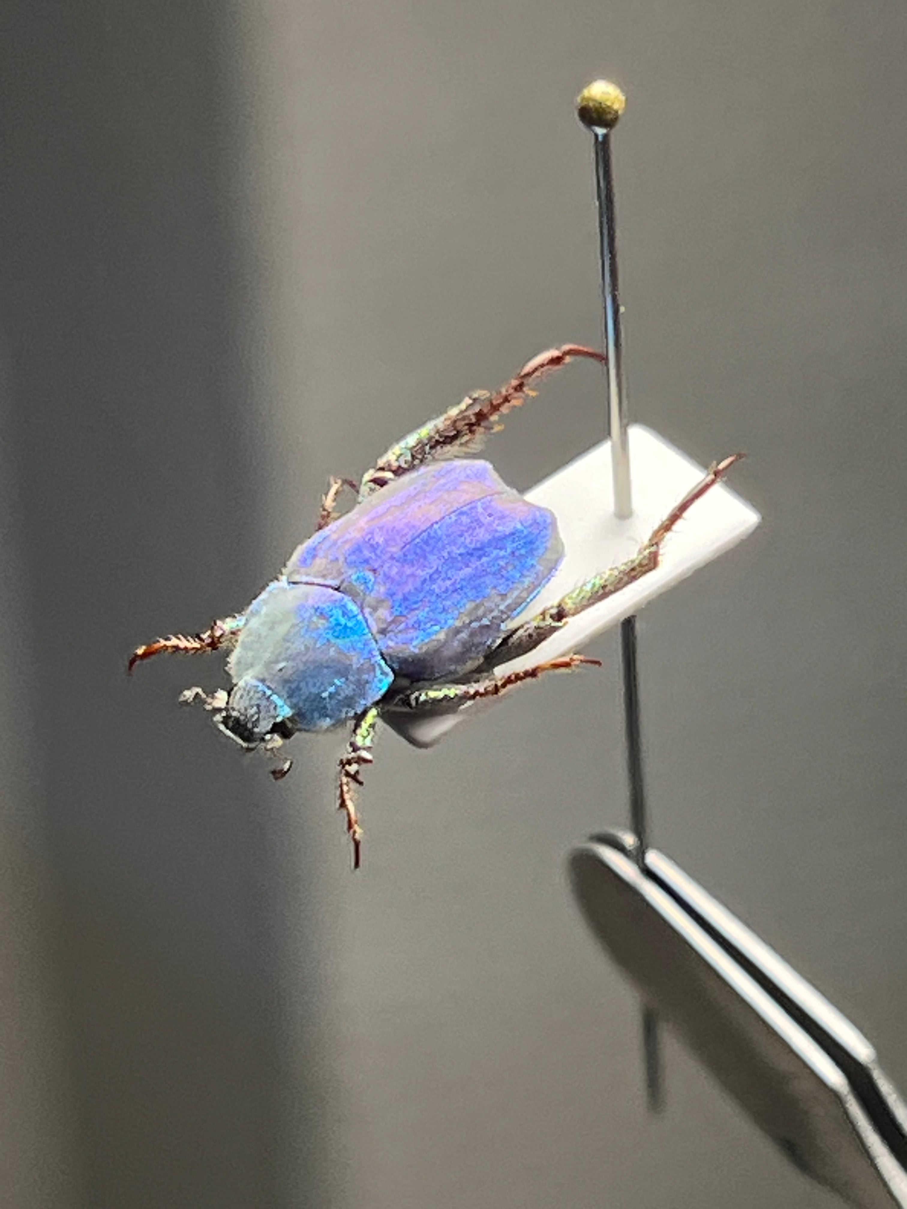 米搗最大級】Oxynopterus sp.コメツキムシ 69mm ハムシ昆虫標 米搗最大