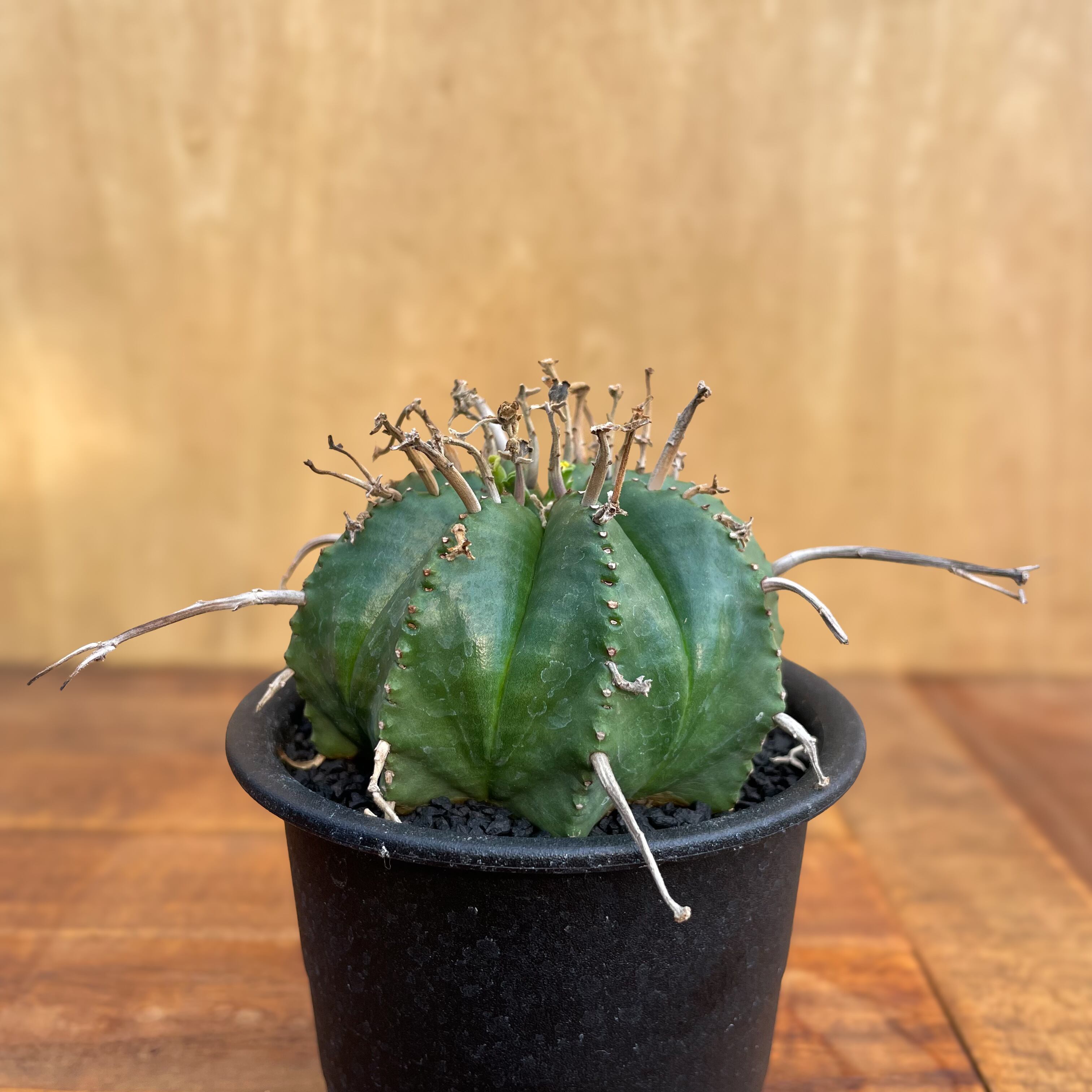 Euphorbia valida【ユーフォルビア・バリダ】 | RIMO'S GREEN