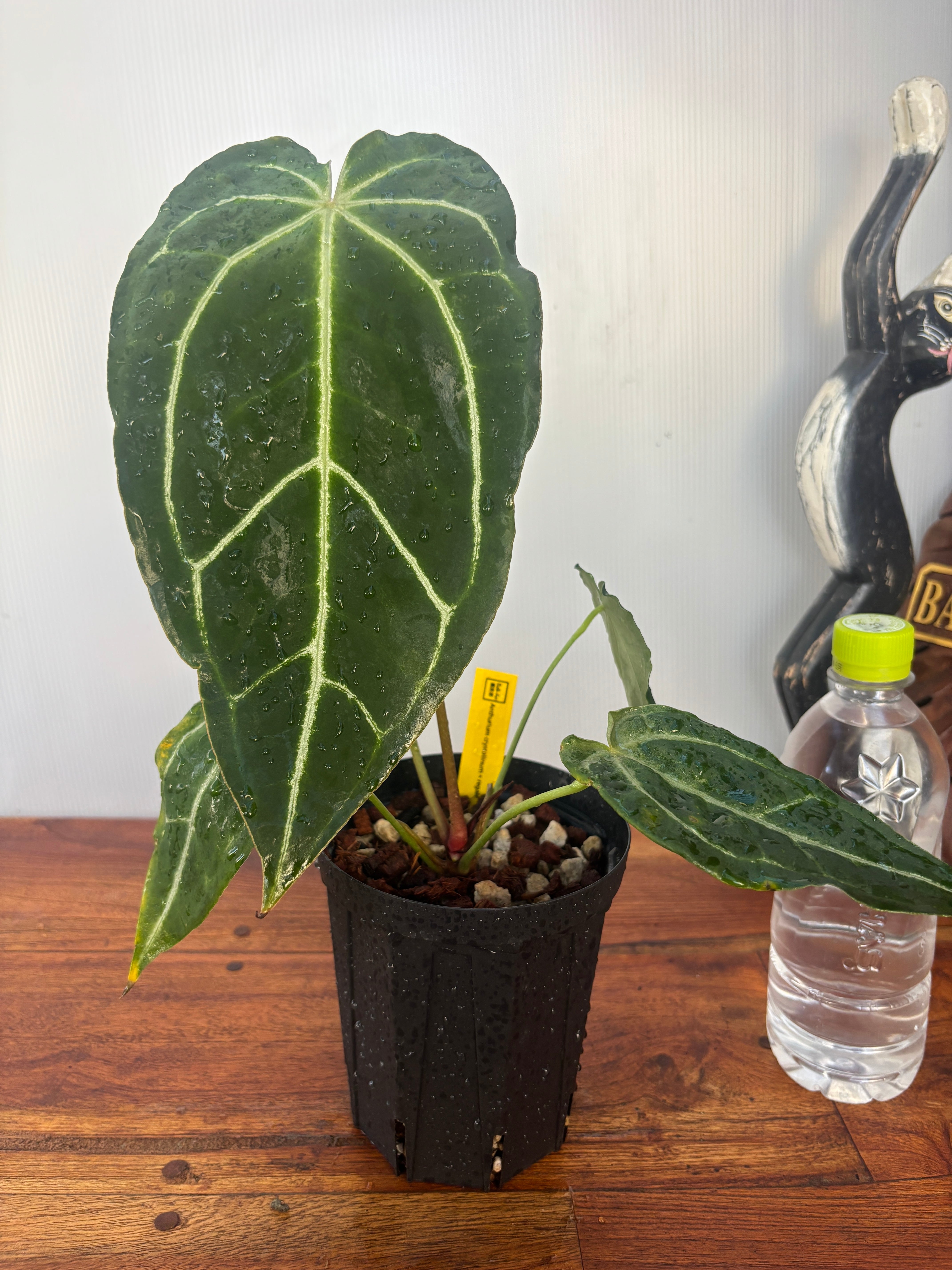 Anthurium | BA PLants