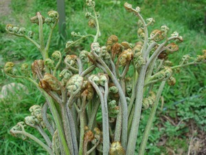 山形県　飯豊町産　ワラビ　1kg