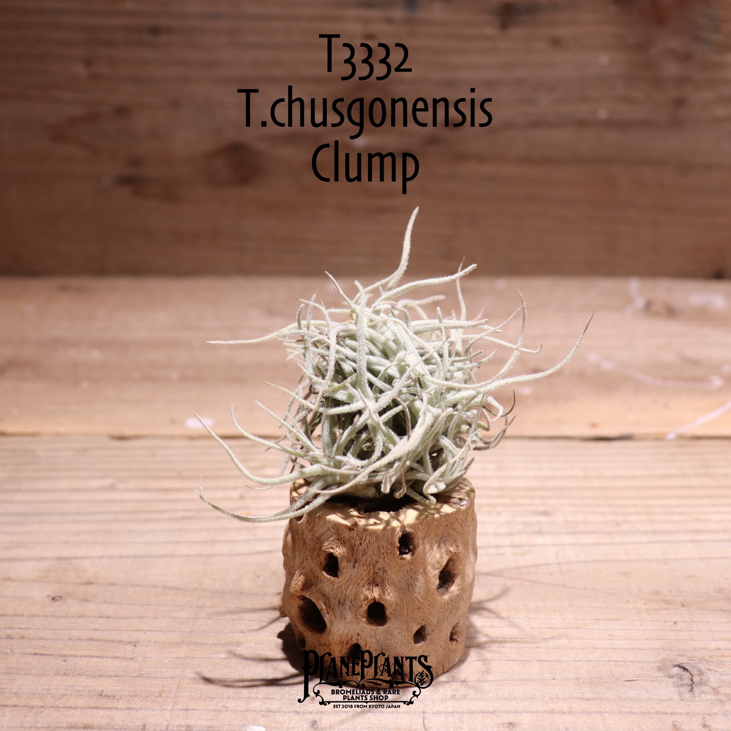 【送料無料】chusgonensis clump〔エアプランツ〕現品発送T3332