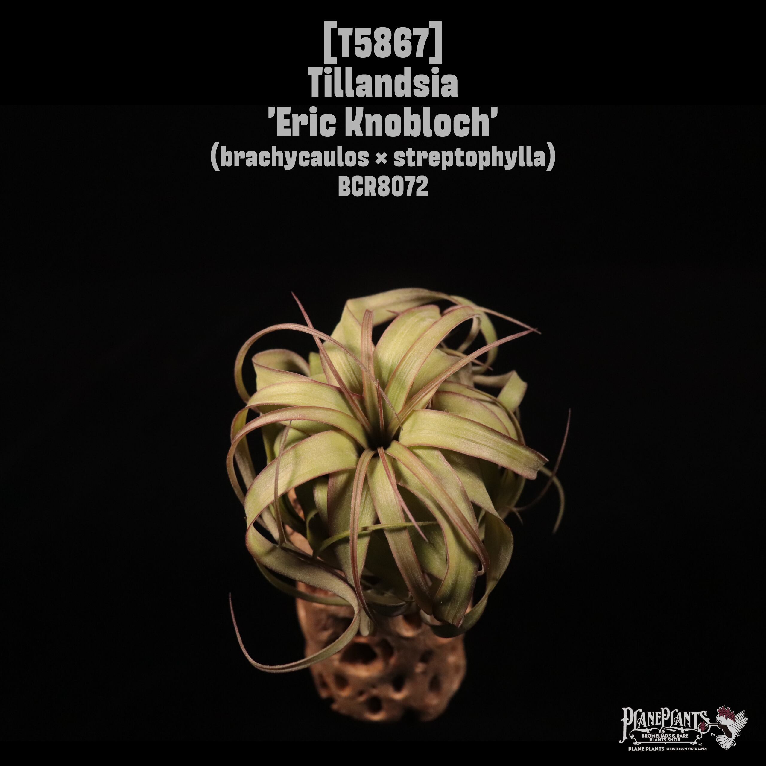 Tillandsia 'Eric Knobloch'〔ティランジア〕T5867