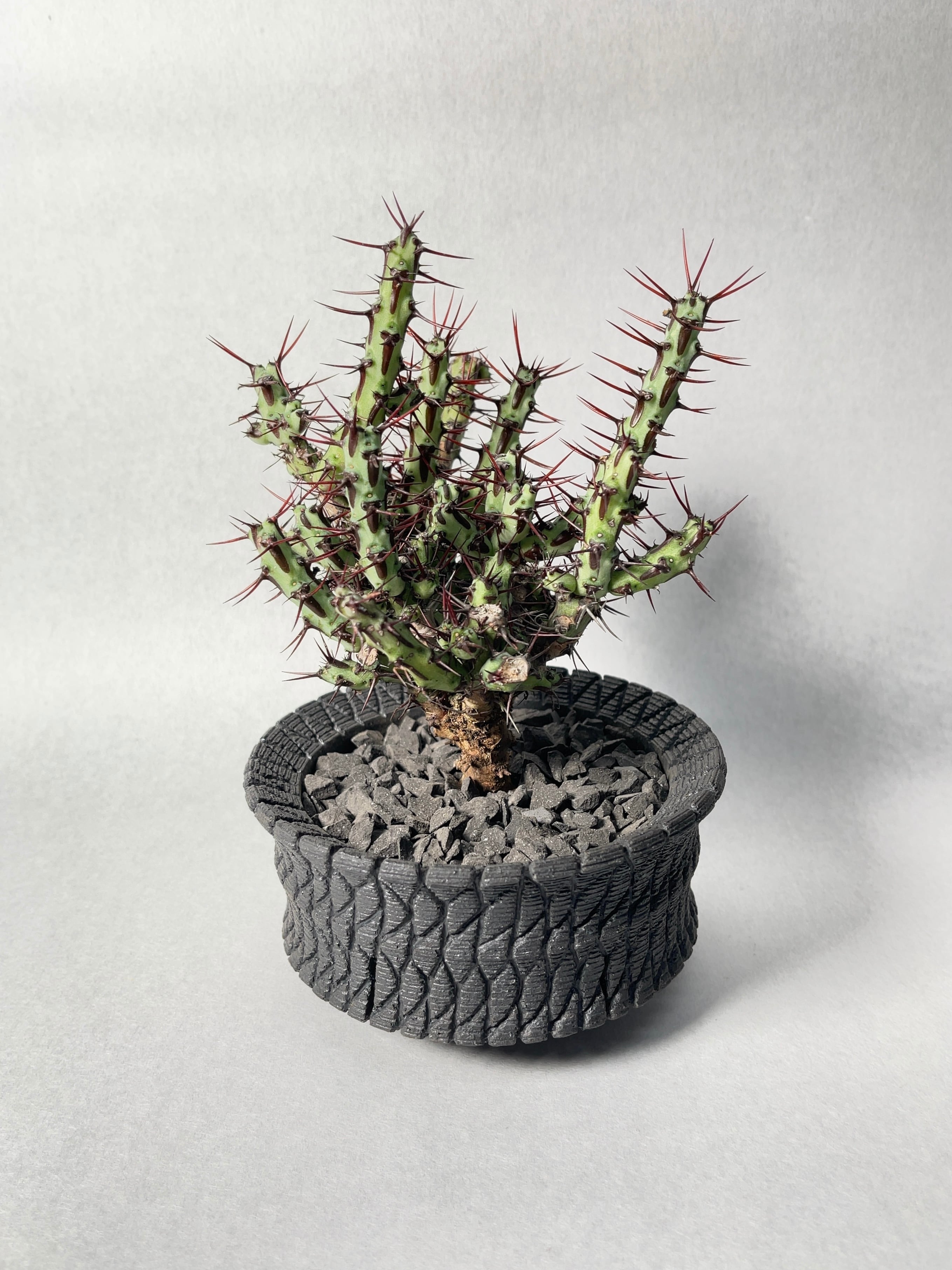 大株レア！ユーフォルビア アエルギノーサ レッドスピン | www