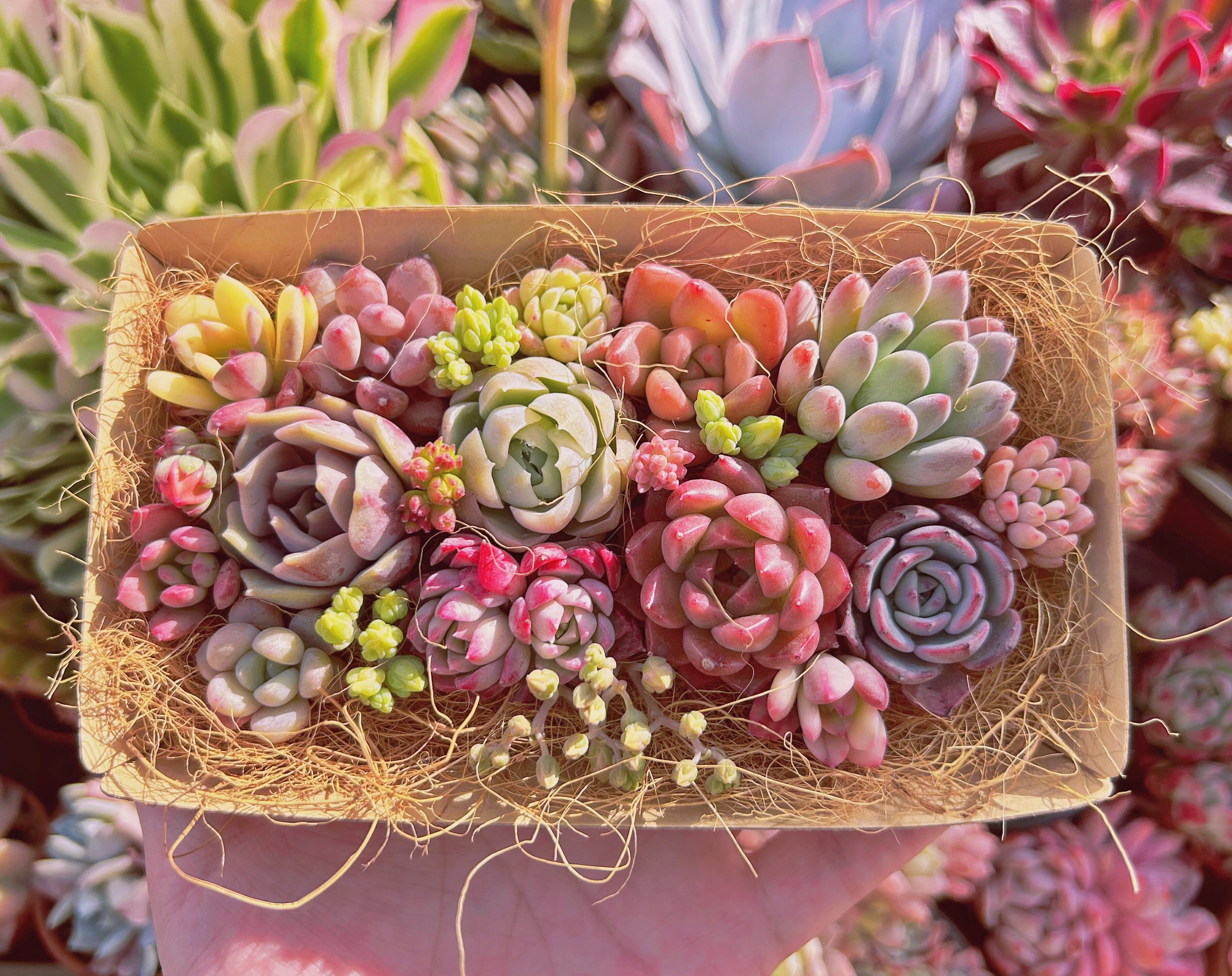 #314現物　多肉お弁当　トレーのまま発送