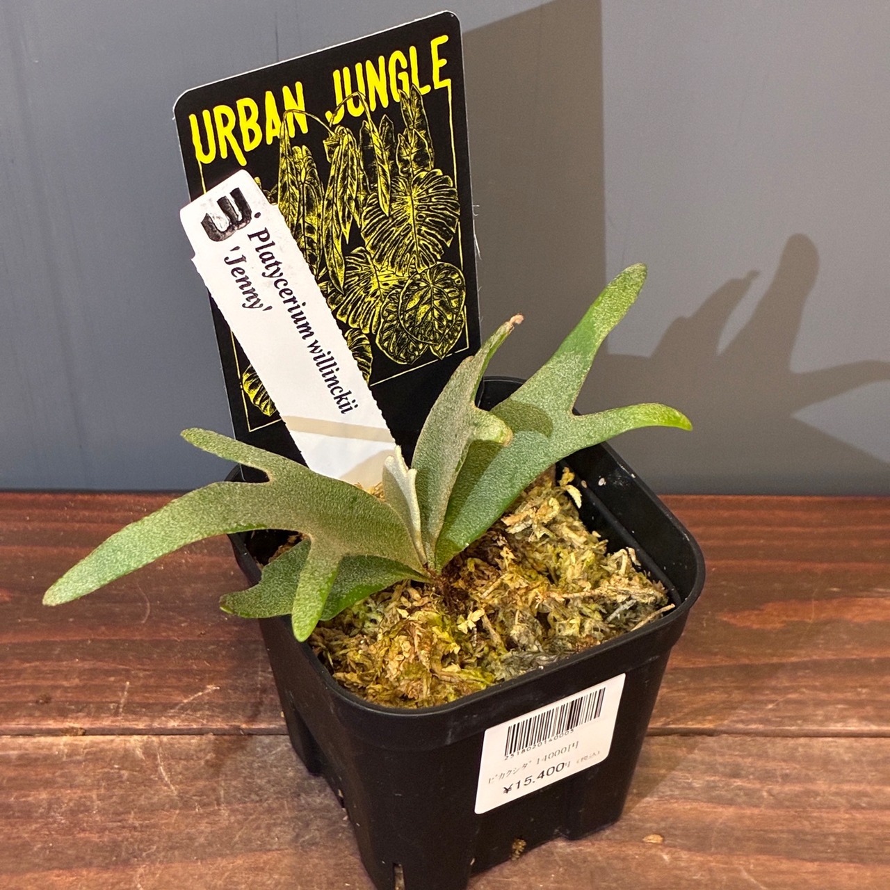 【新着3日限定10%OFF】【UJ】ビカクシダ　ジェニー　P. willinckii 'Jenny'【043】