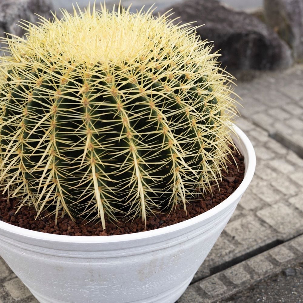 金鯱 サボテン Kinsyachi Echinocactus grusonii 特大 11号 セラアート