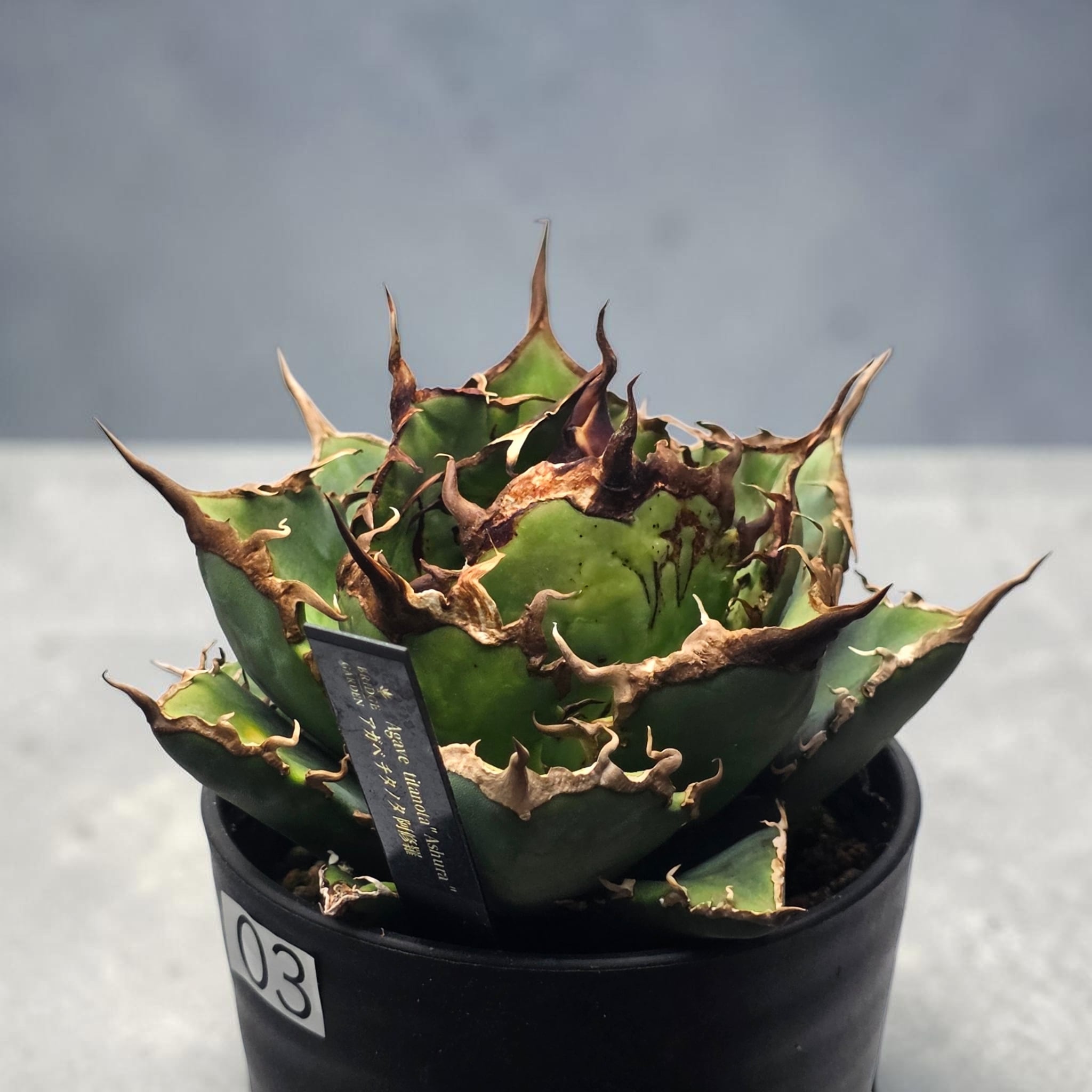 アガベ チタノタ 阿修羅 (Agave titanota 'Asura') | BRIDGE GARDEN