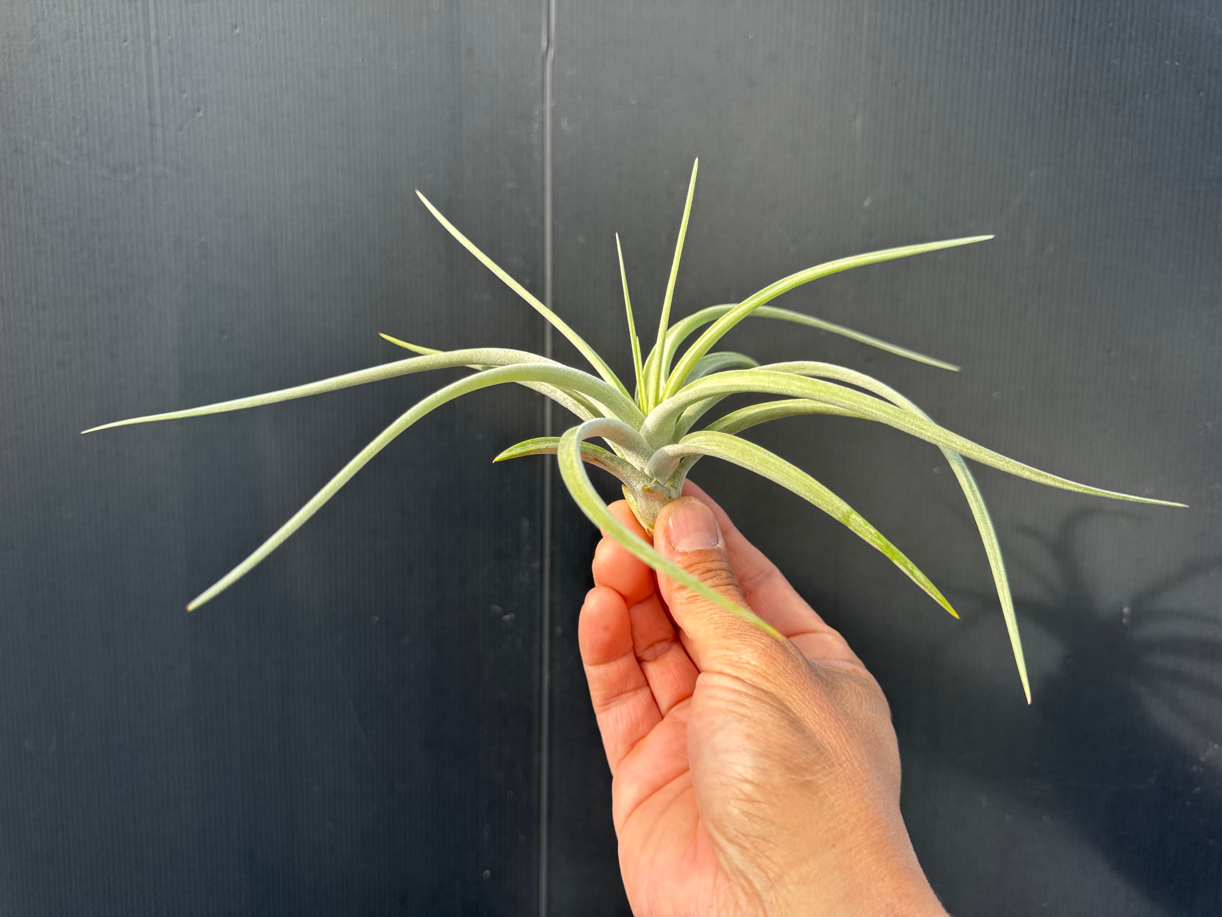 イオナンタ バンハイニンギー 斑入り③ ionantha v. vanhyningii