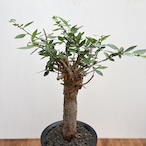 Commiphora kua【コミフォラ・クア】