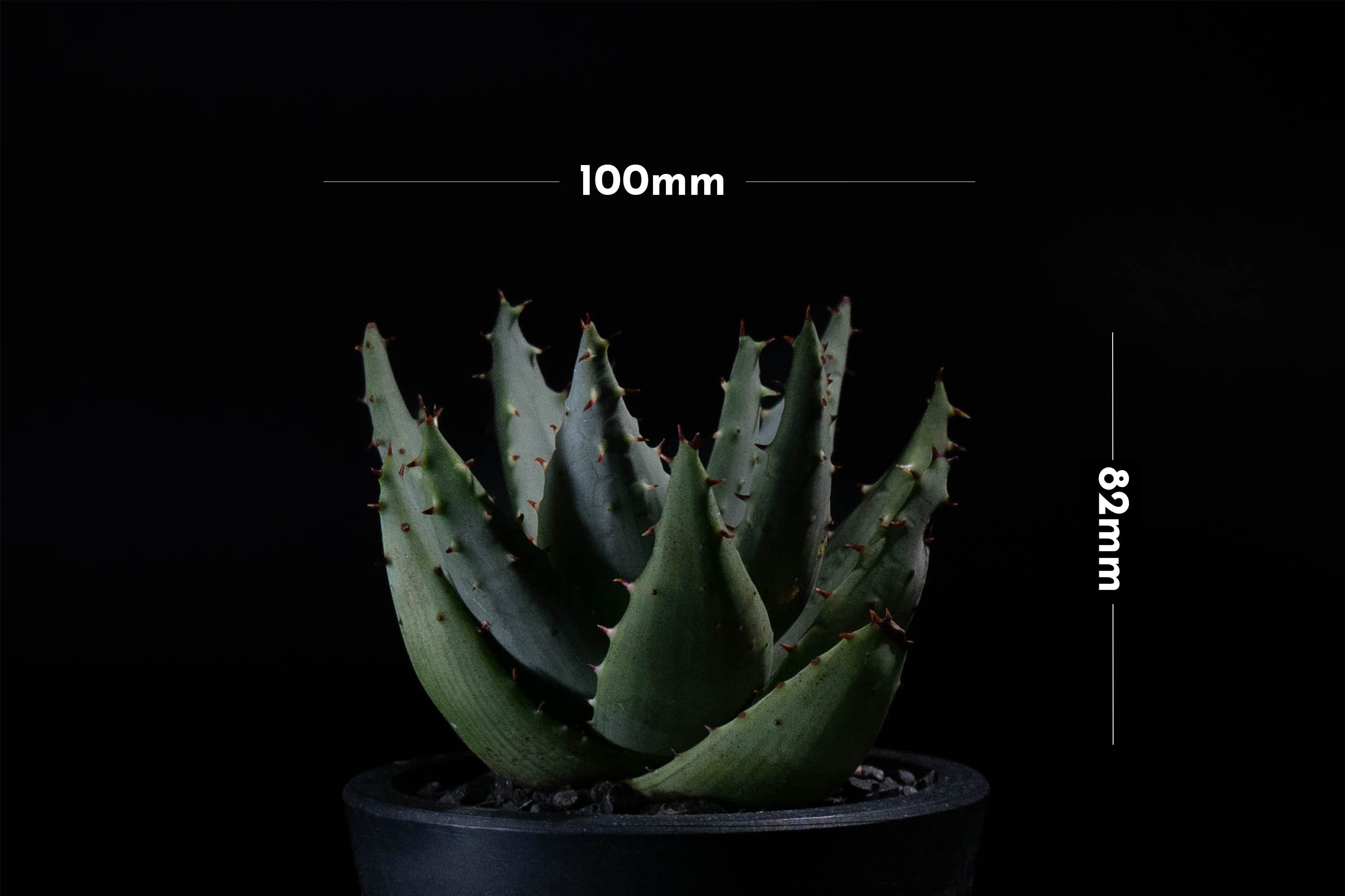 アロエ ペグレラエ | RePlants