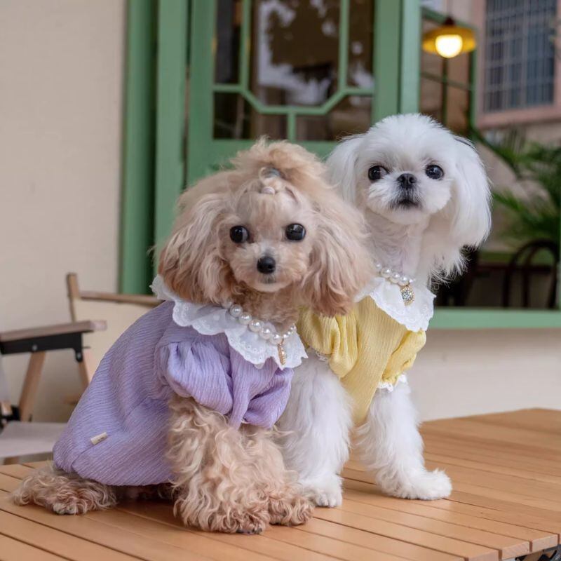 レース襟ふんわりトップス 犬服 00336【予約】