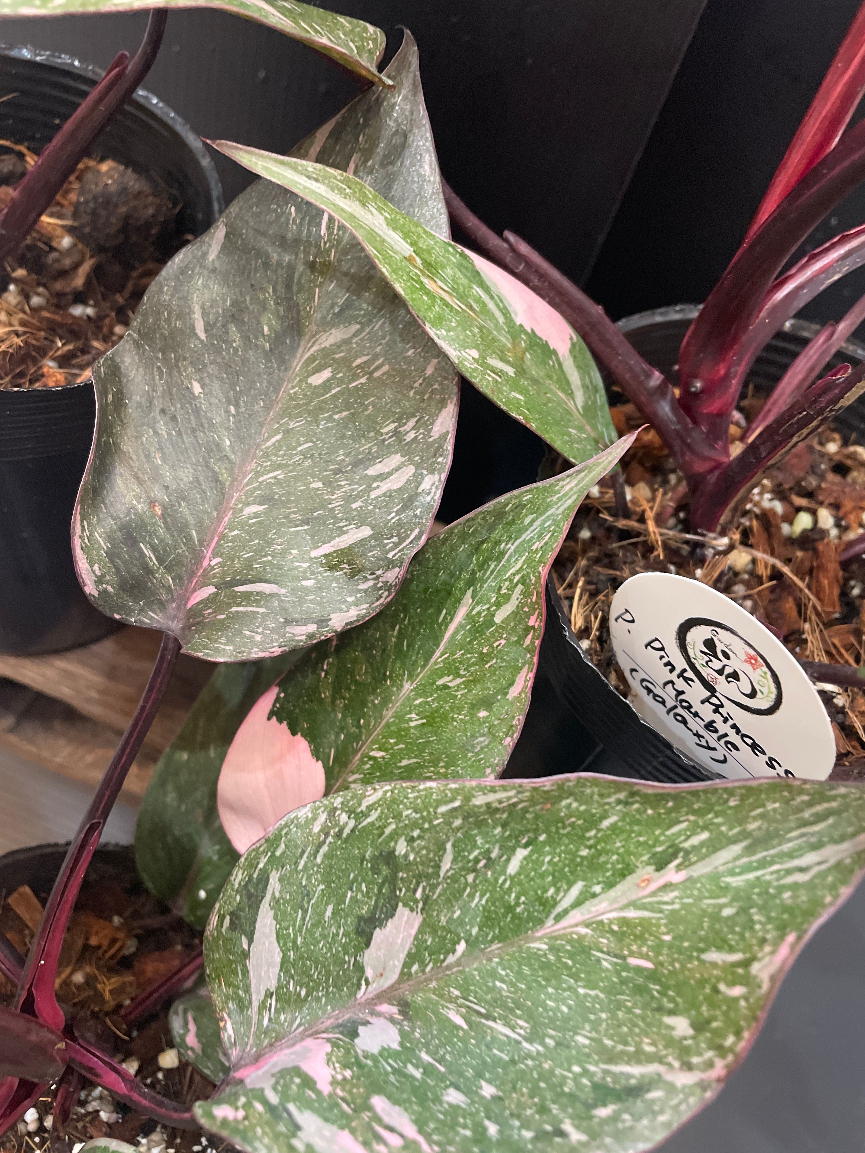 希少】Philodendron Pink Princess Marble 