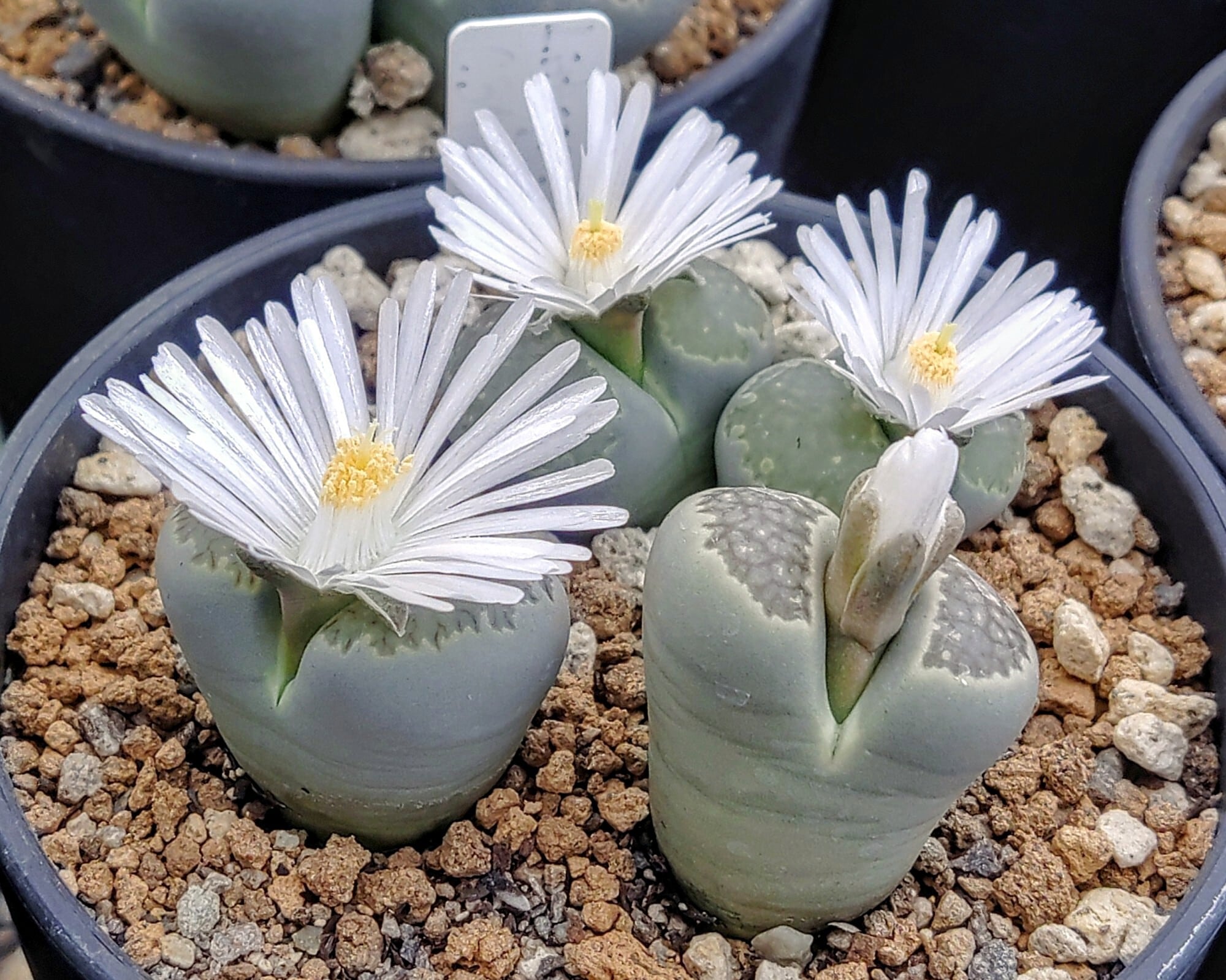 種子(大容量お得パック)/200粒】Lithops salicola (C 34)/リトープス