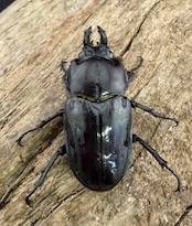 《ニジイロクワガタ 虹瑠璃 41mm ペア》ハイマウンテン氏委託個体