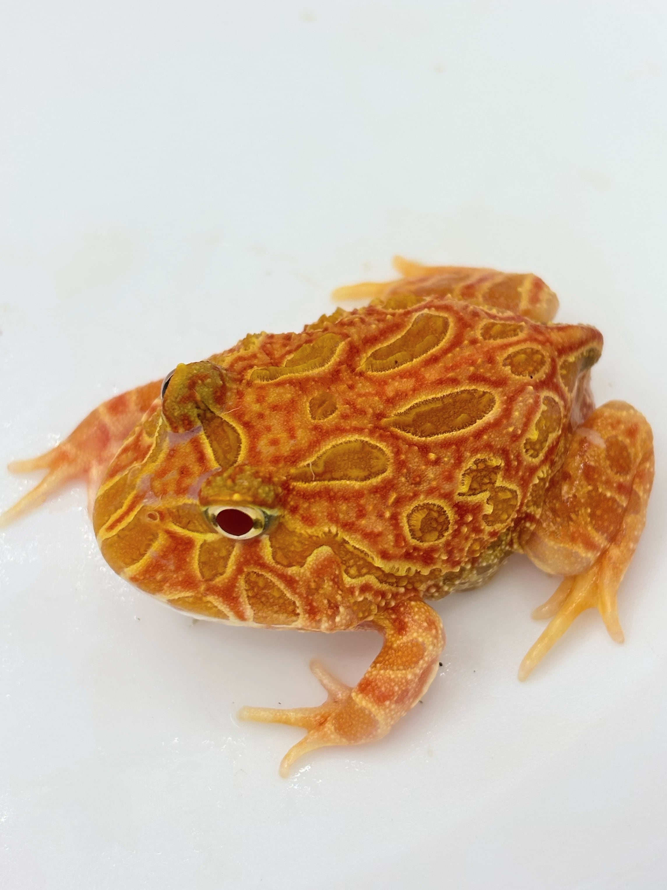 【決定】クランウェルツノガエル
3匹 いきもの大図鑑アドバンス ツノガエル | ナムコパークス オンライン