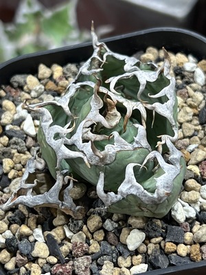 選抜 Agave Oteroi Mexico 【LP081107】