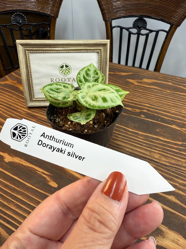 ★★アンスリウム　ドラヤキシルバー（3号ポット）※お任せ株