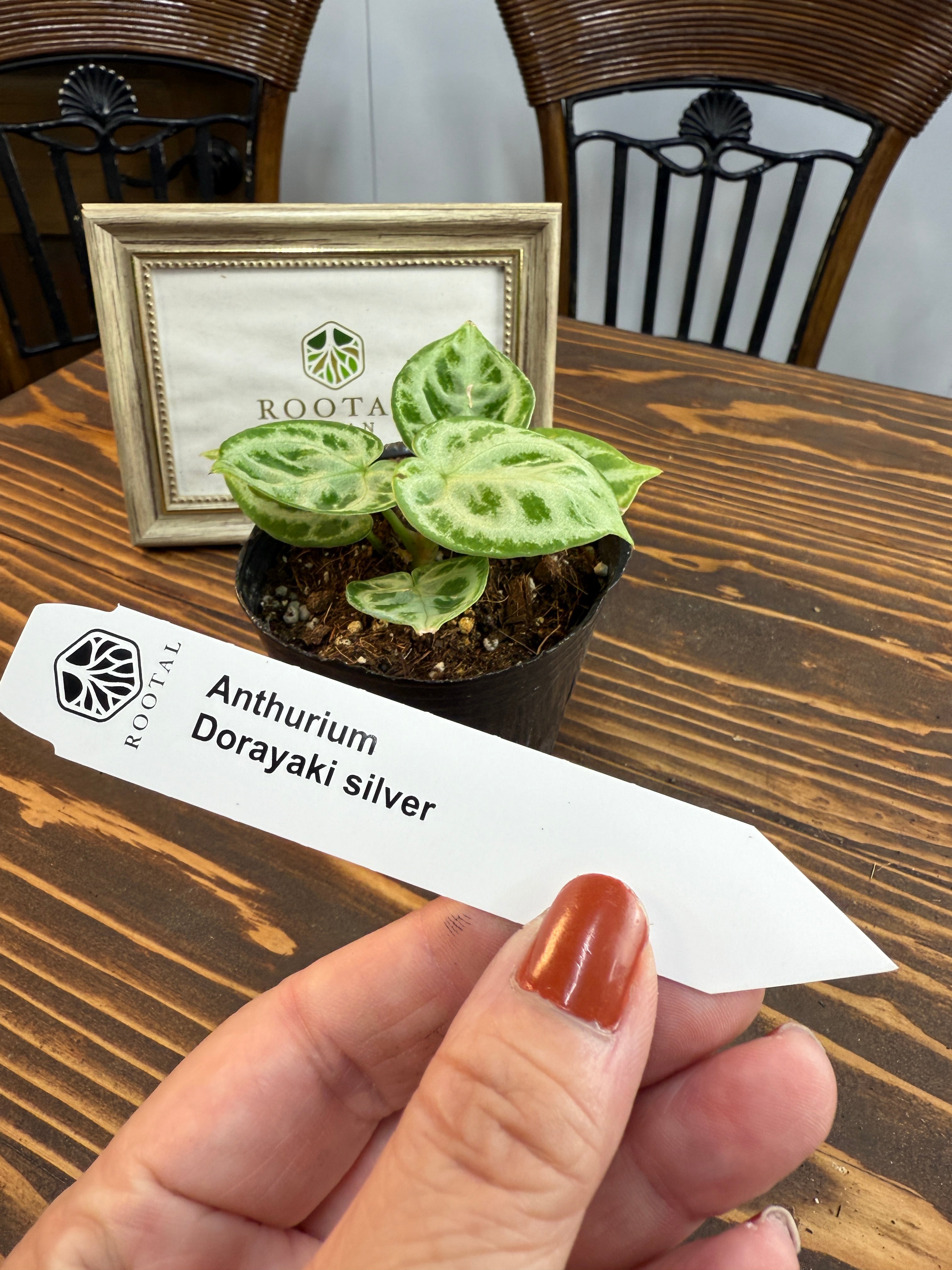 ★★アンスリウム ドラヤキシルバー(3号ポット)※お任せ株