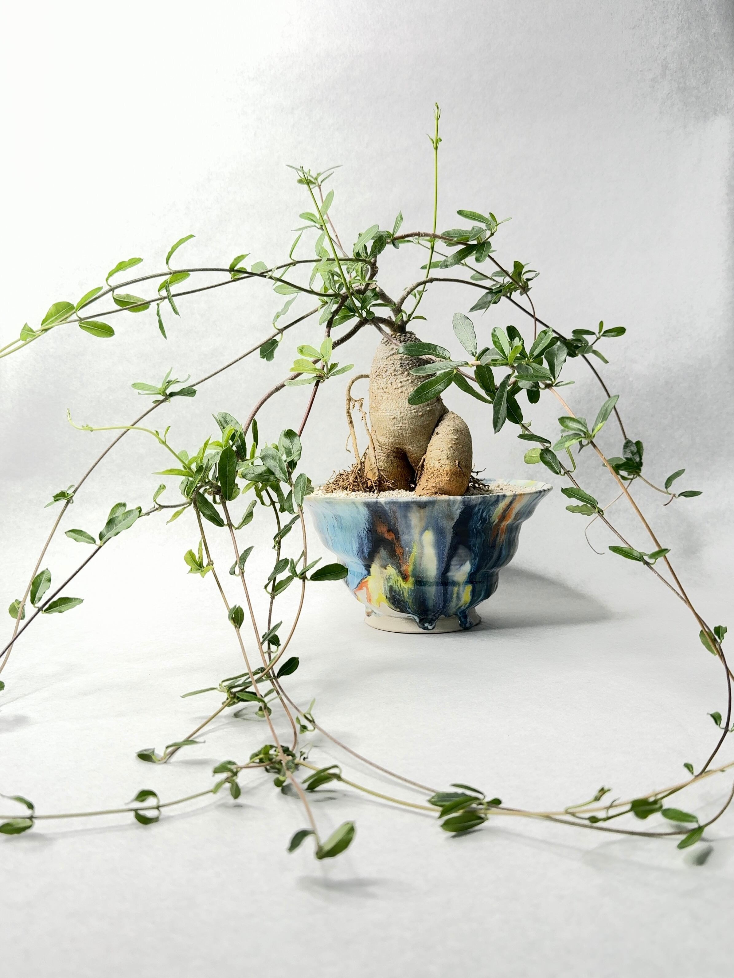 ステファニア・カーウィーサキー ステファニア・カーウィーサキー | Pay ID