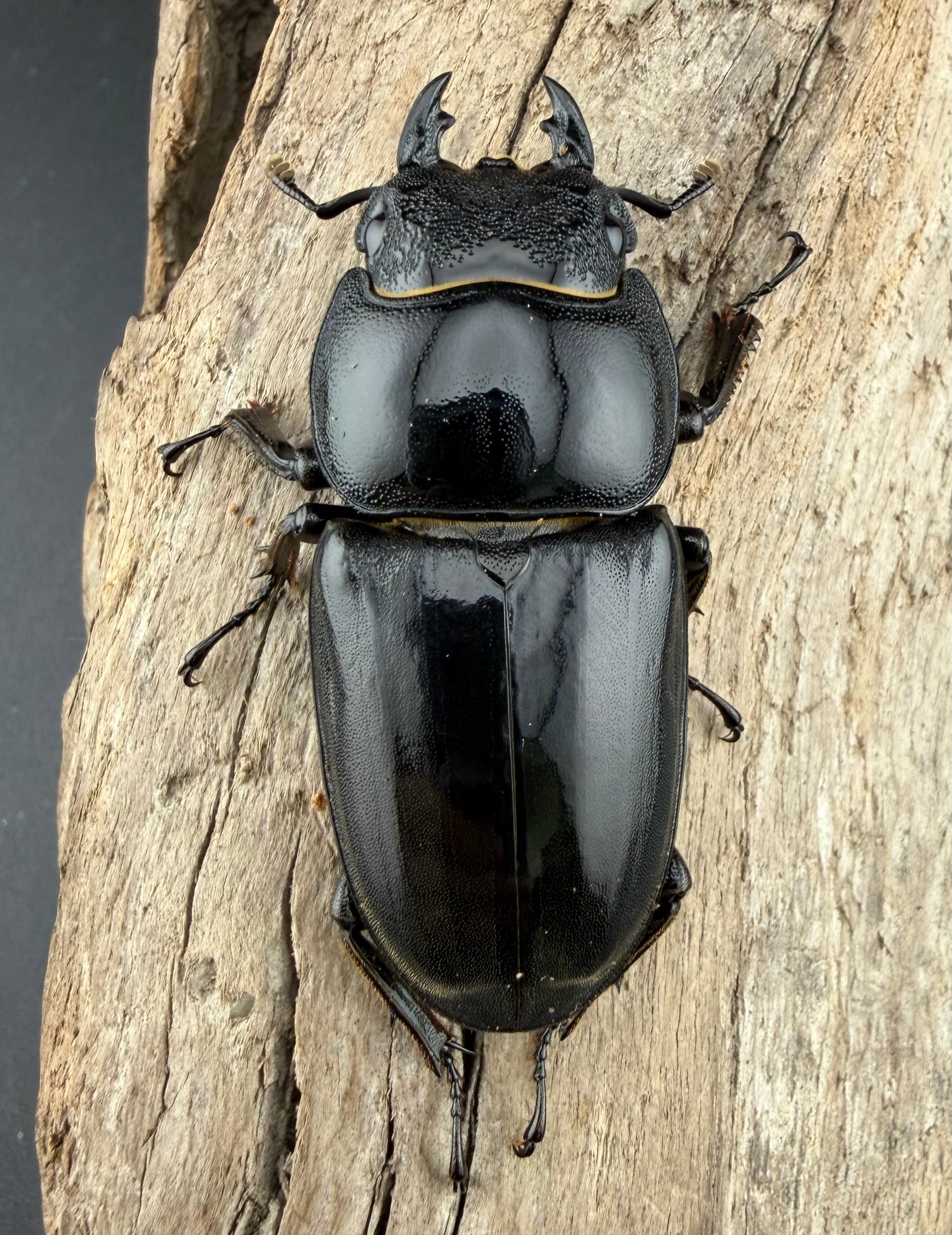 パラワンオオヒラタ1♂2♀(♂102mm♀46mm，43mm別ライン)