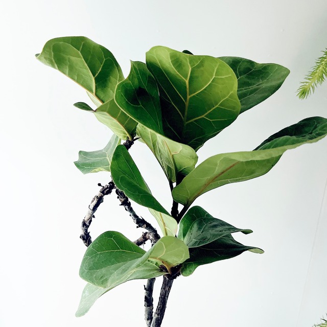 カシワバゴム フィカスリラータ 曲がり 柔らかなフリル葉が魅力の観葉植物